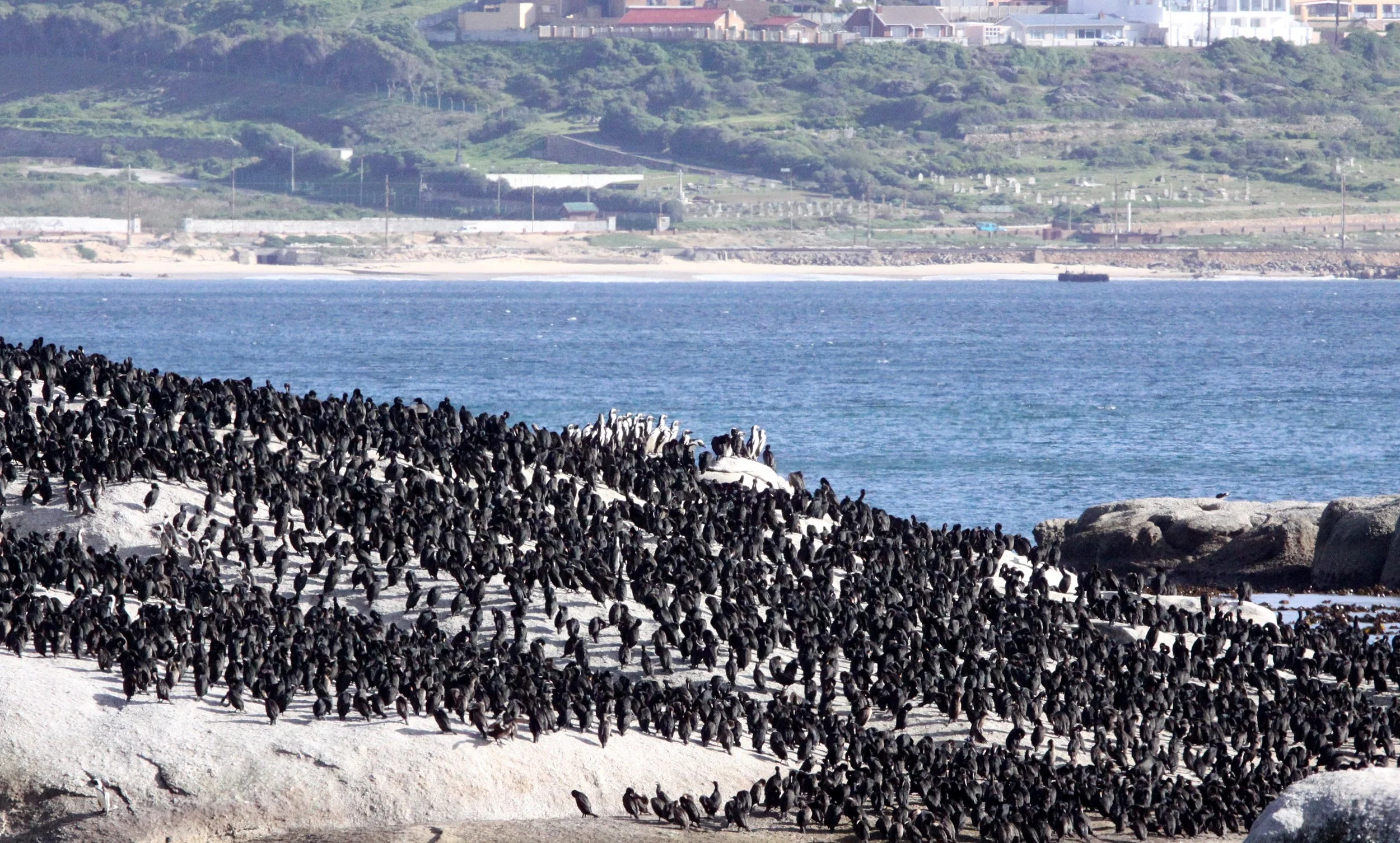 Phalacrocorax capensis - Cape Cormorant - Table Mountain NP, Simons Town Rookery - With Jackass Penguins (5).JPG
