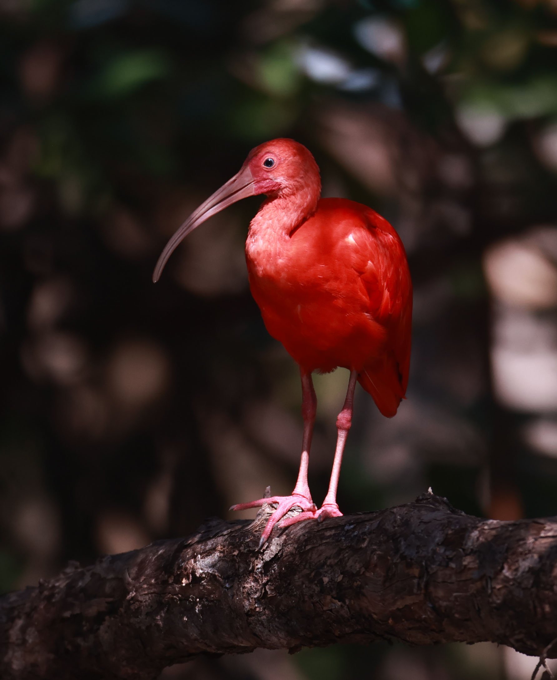 Ibis - Scarlet Ibis - Eudocimus ruber - 29 Songkaow Cafe, Chachoengsao Thailand (317).jpg
