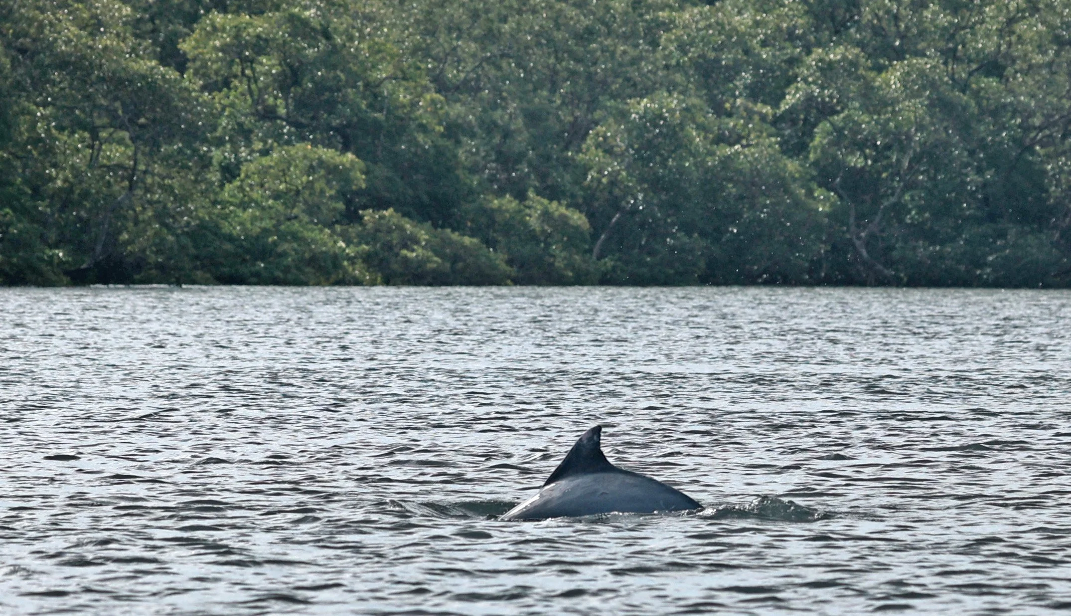 Guiana Dolphin (Sotalia guianensis) Superagüi National Park, Brazil (18).jpg