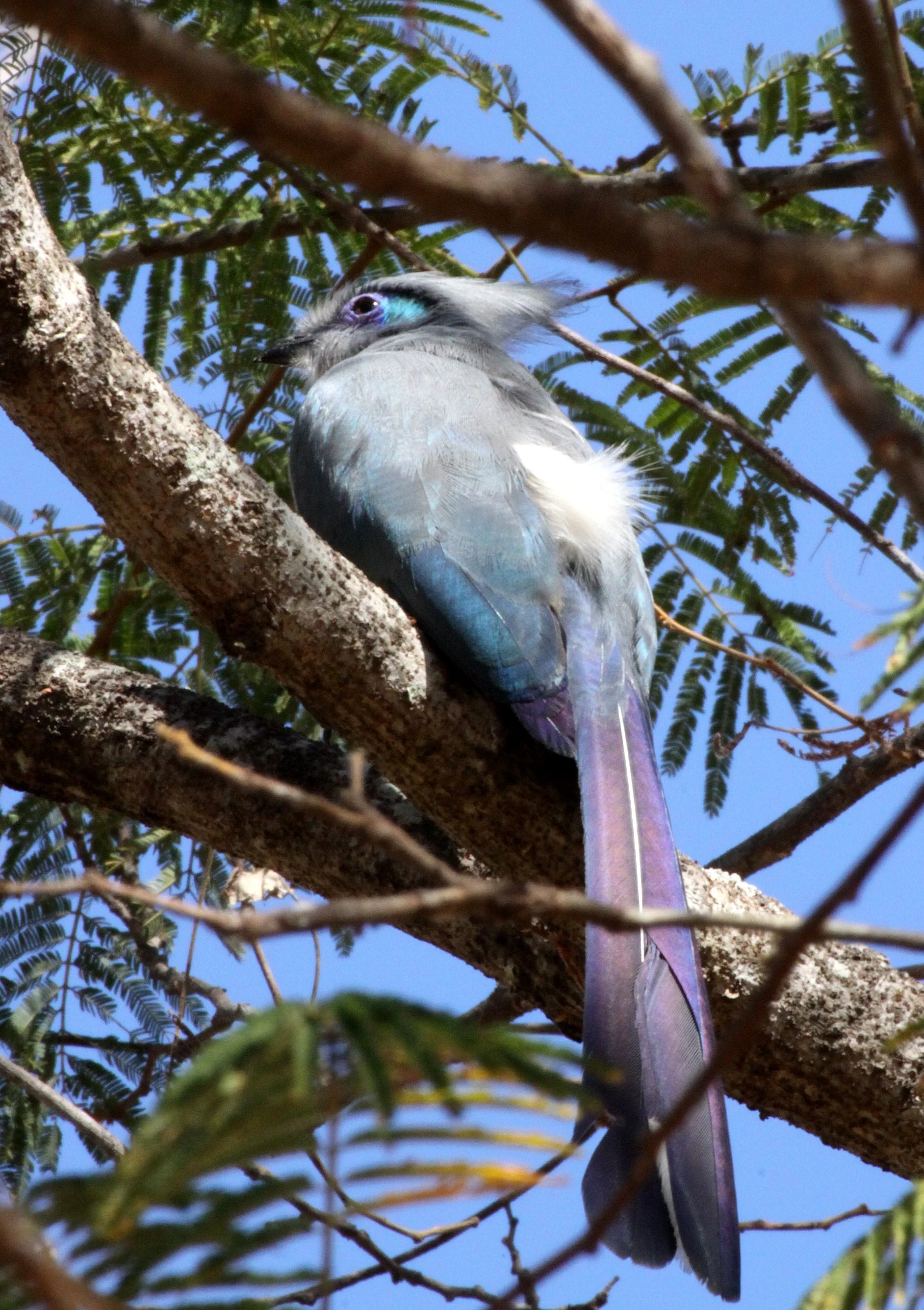 Crested Coua (Coua cristata) Kirindy NP Madagascar (9).JPG
