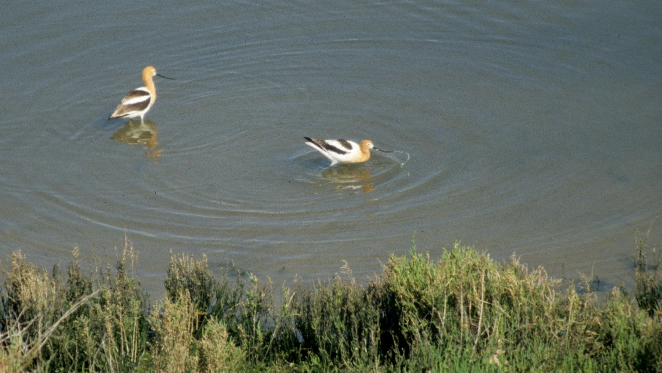 BIRD - AVOCET - AMERICAN AVOCET - SAN DIEGO COUNTY WETLAND.jpg
