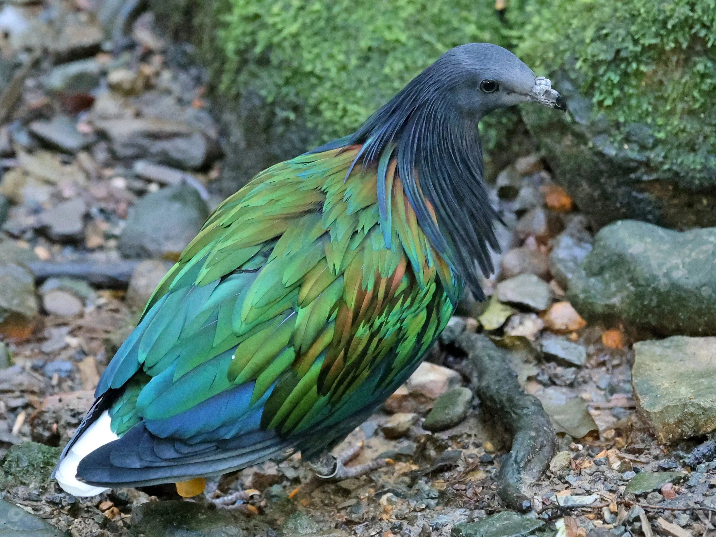 Nicobar Pigeon (Caloenas nicobarica) Lone Pine Wildlife Sanctuary Brisbane - Queensland (9).jpg