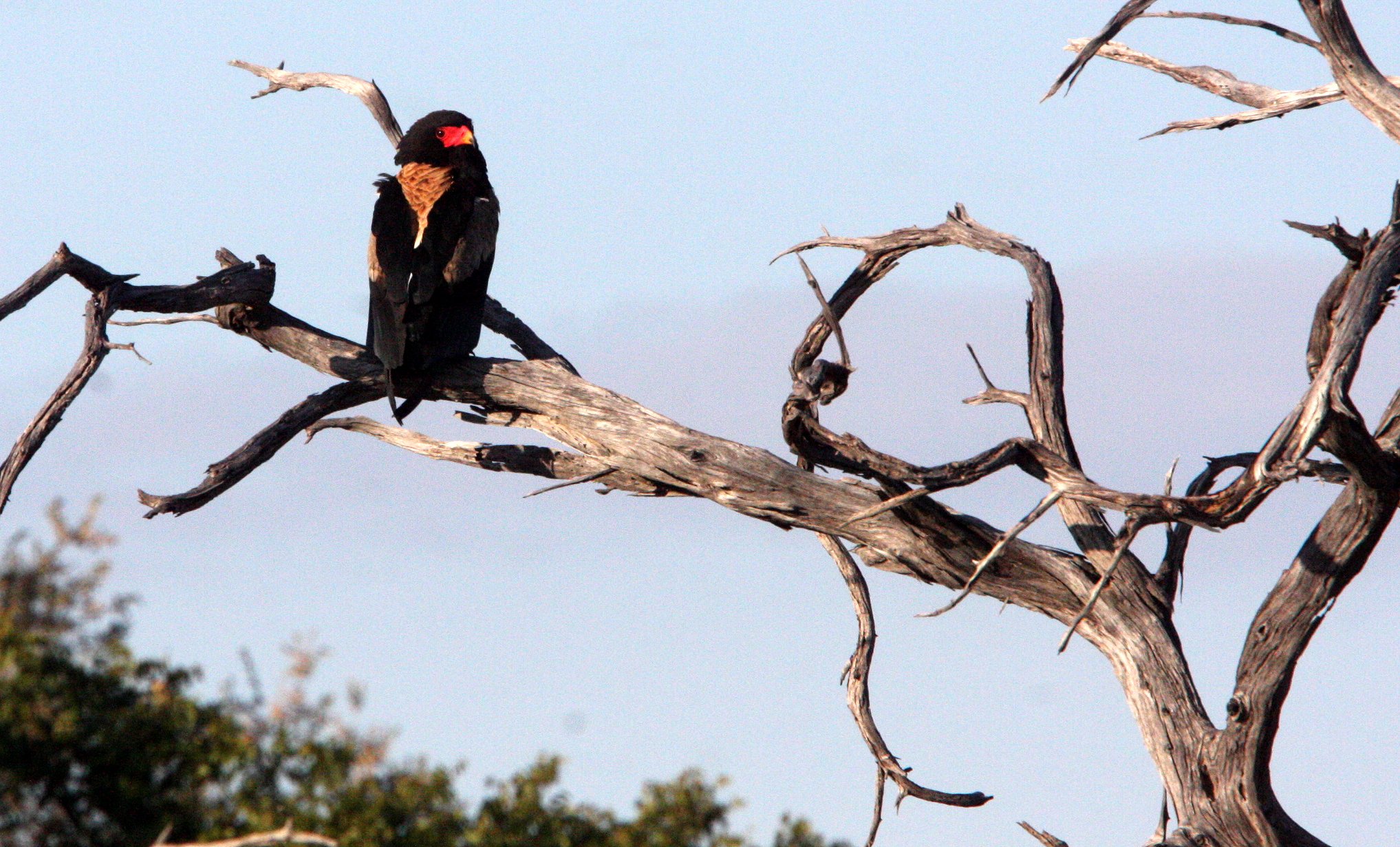 Terathopius ecaudatus - BATELEUR - KHWAI CAMP OKAVANGO BOTSWANA (10).JPG
