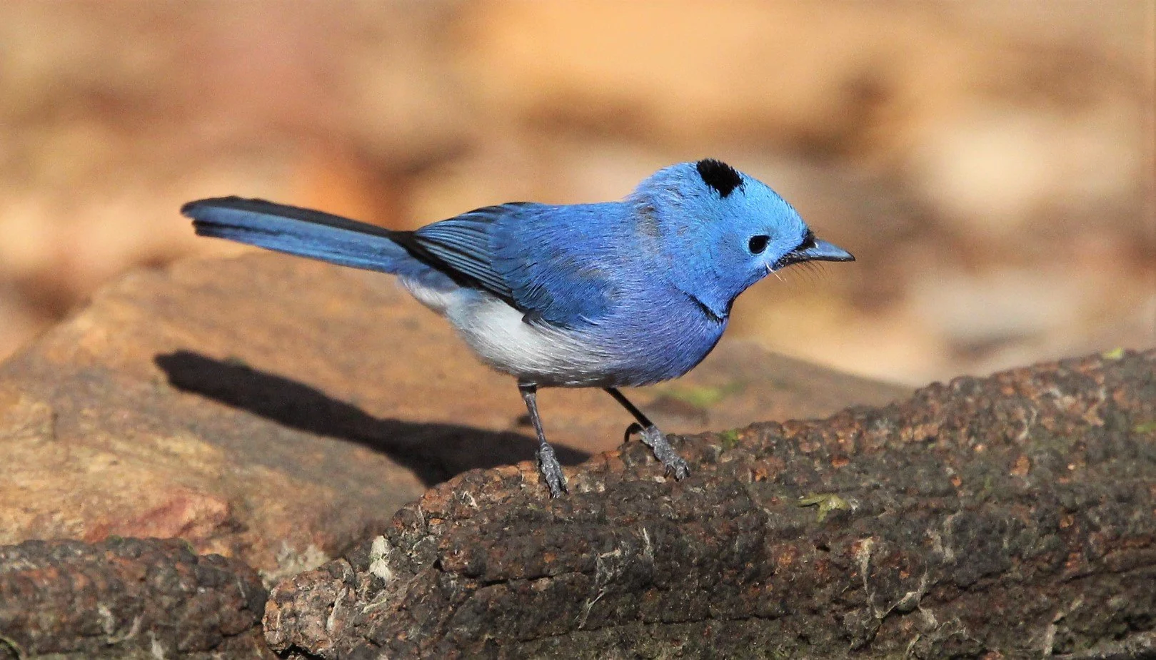 MONARCH - BLACK-NAPED MONARCH - Hypothymis azurea - KAENG KRACHAN (2).jpg
