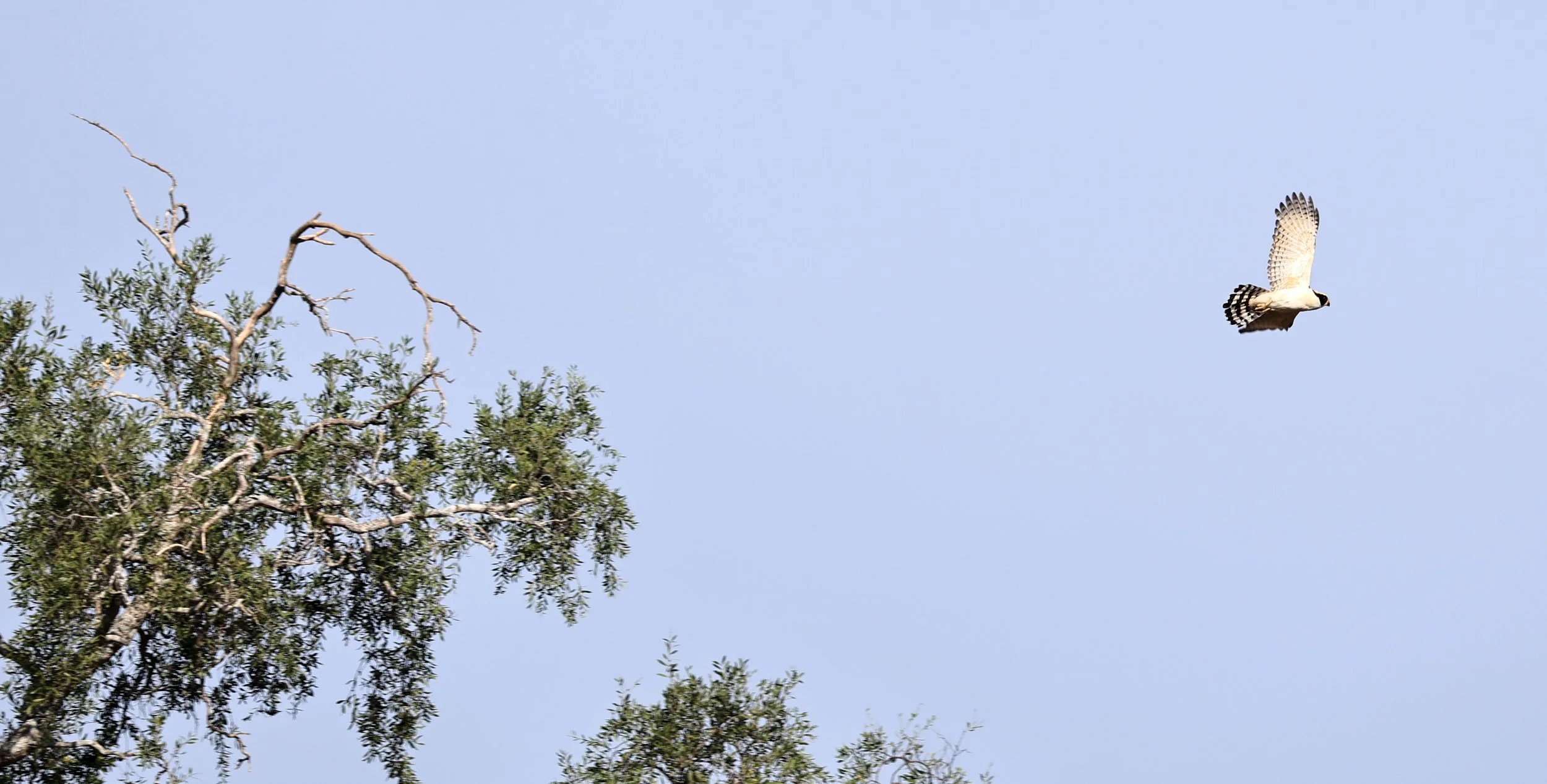 Laughing Falcon (Herpetotheres cachinnans) Reserva Natural Canada el Carmen, Paraguay (4).jpg