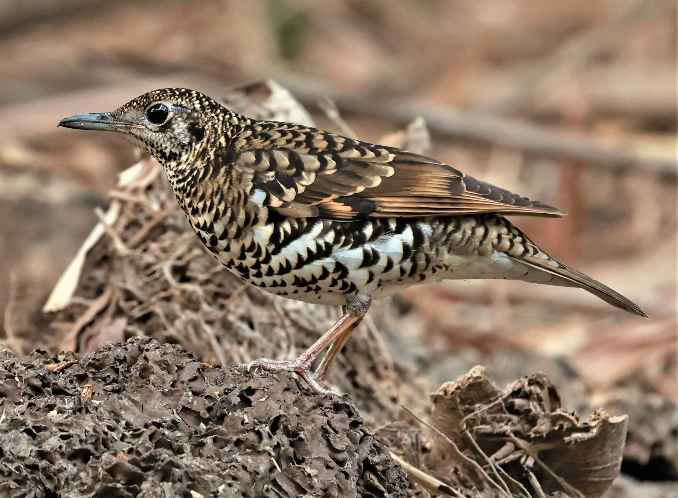 White's Thrush (Zoothera aurea) Putthamonthon Park Nakhon Pathom Thailand (153).jpg