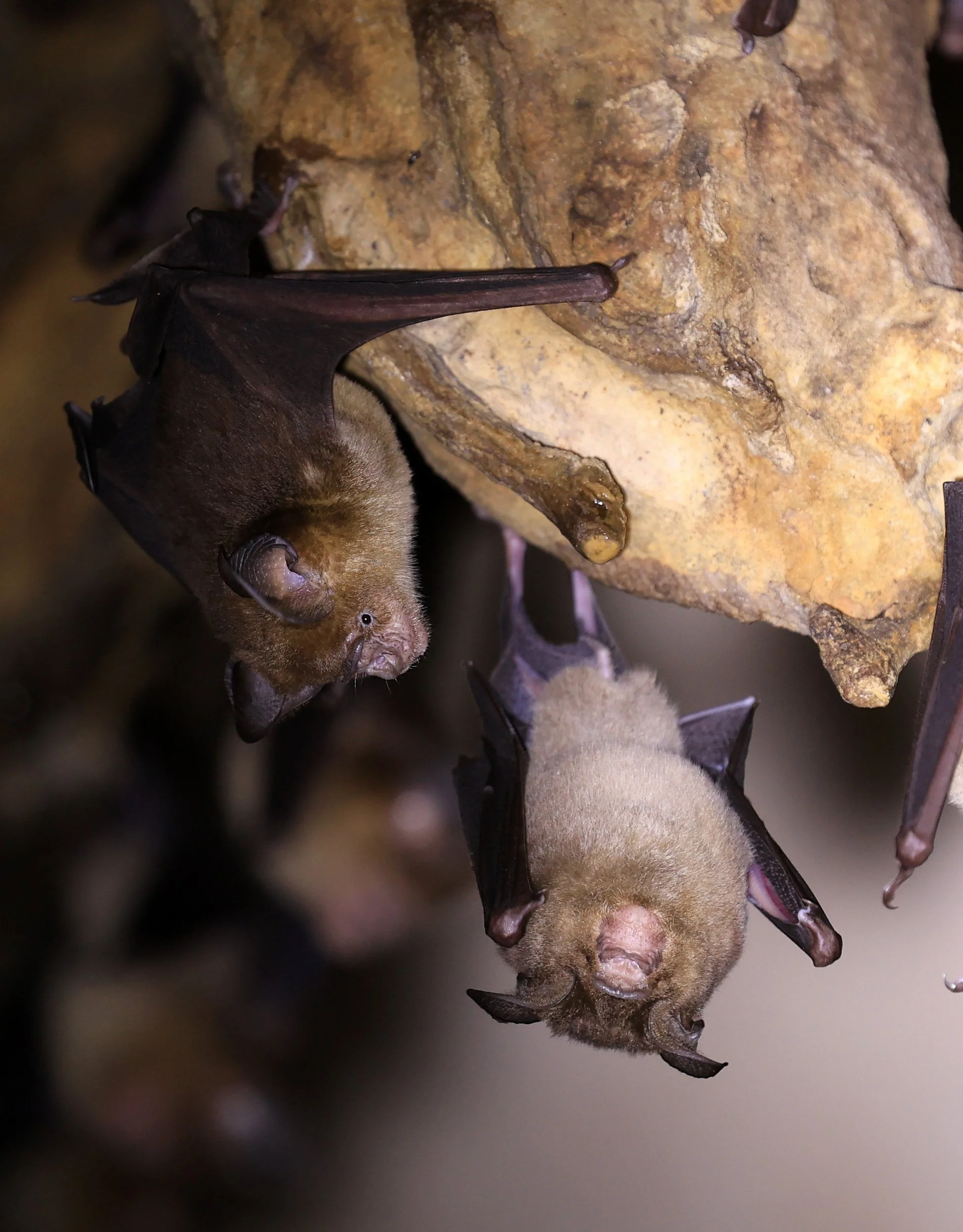 Horsfield’s Leaf-nosed Bat (Hipposideros.larvatus) Wat Tham Sila Thong Temple Pak Chong Thailand near Khao Yai (20).jpg