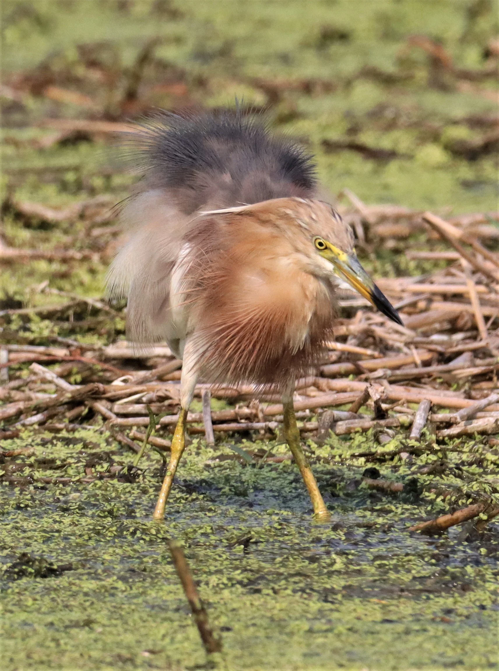 HERON - JAVAN POND HERON - Ardeola speciosa - LAT KRABANG WETLANDS NEAR BKK (15).jpg