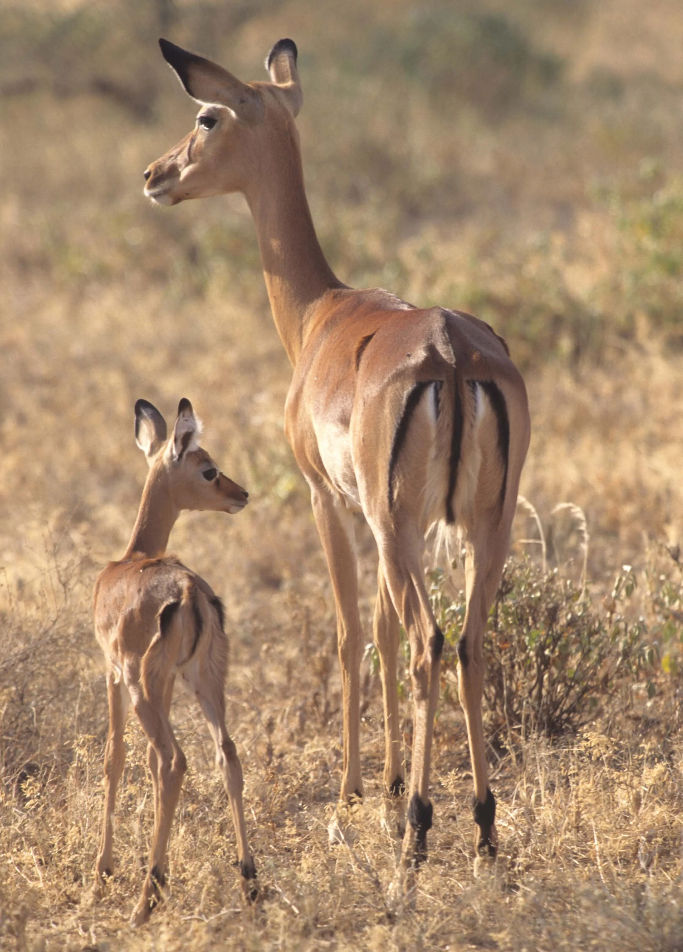 BOVID - IMPALLA-SERENGETI 1 (3).jpg