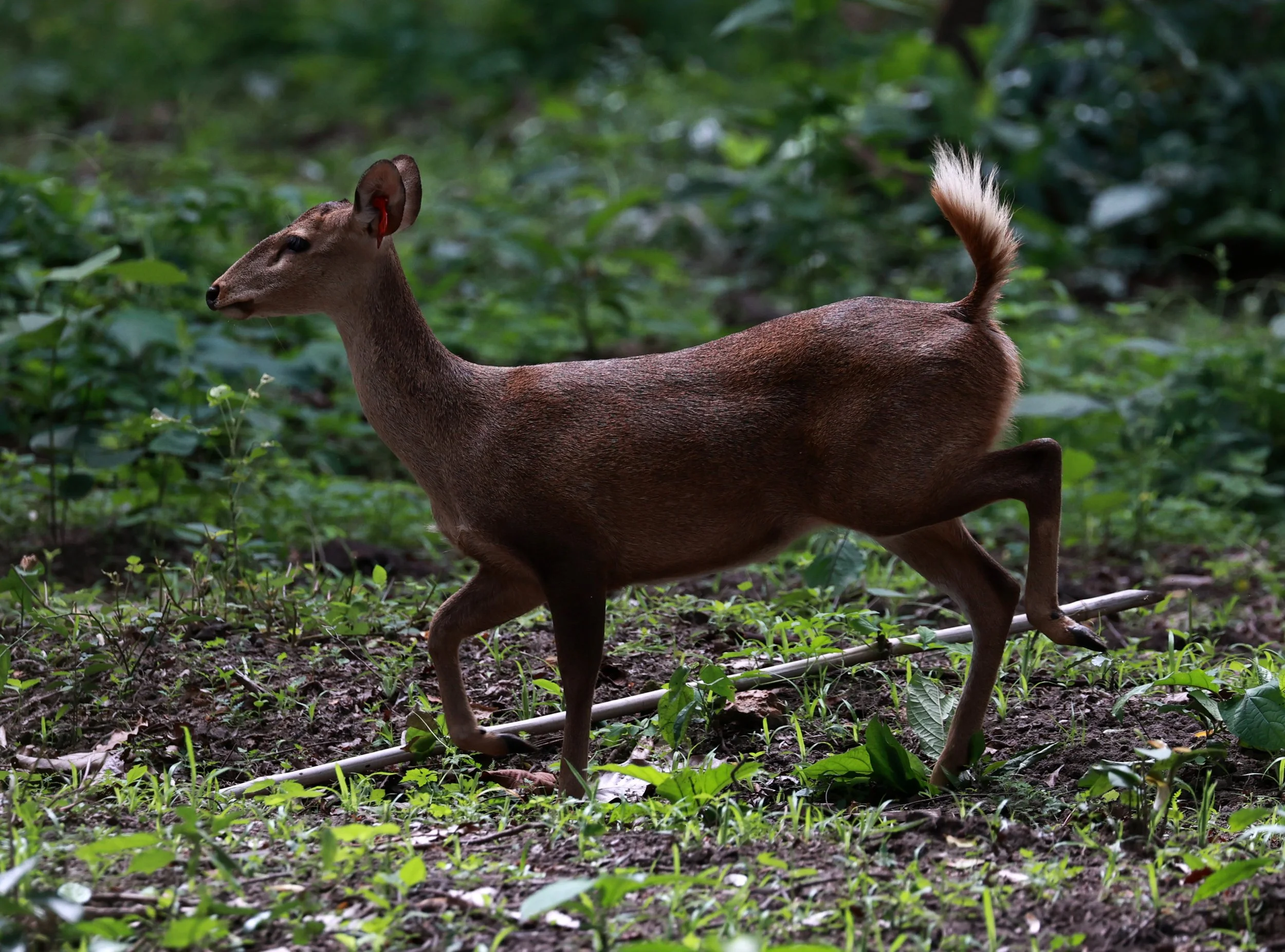 Axis annamiticus - Indochinese Hog Deer - Huai Kha Khaeng Wildlife Sanctuary June 2024 (7).jpg