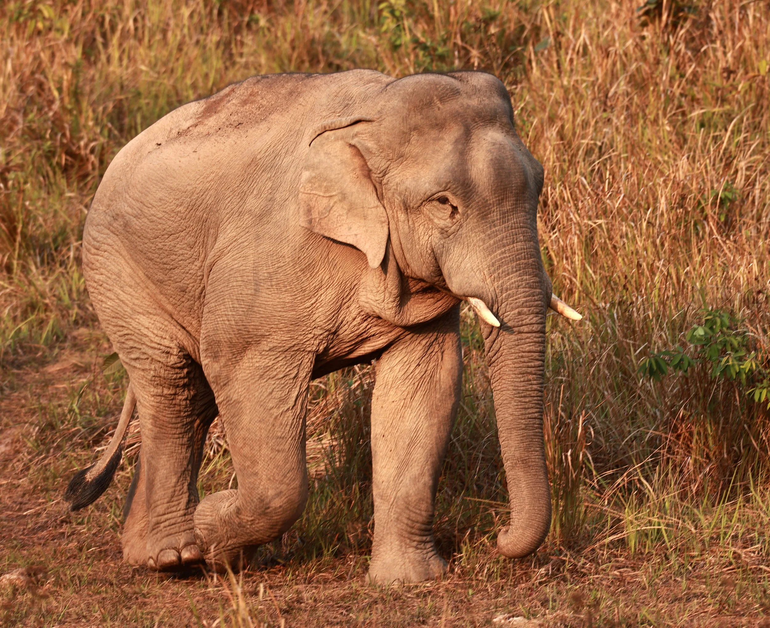 Asian Elephant (Elephas maximus) Khao Yai National Park, Thailand (62).jpg
