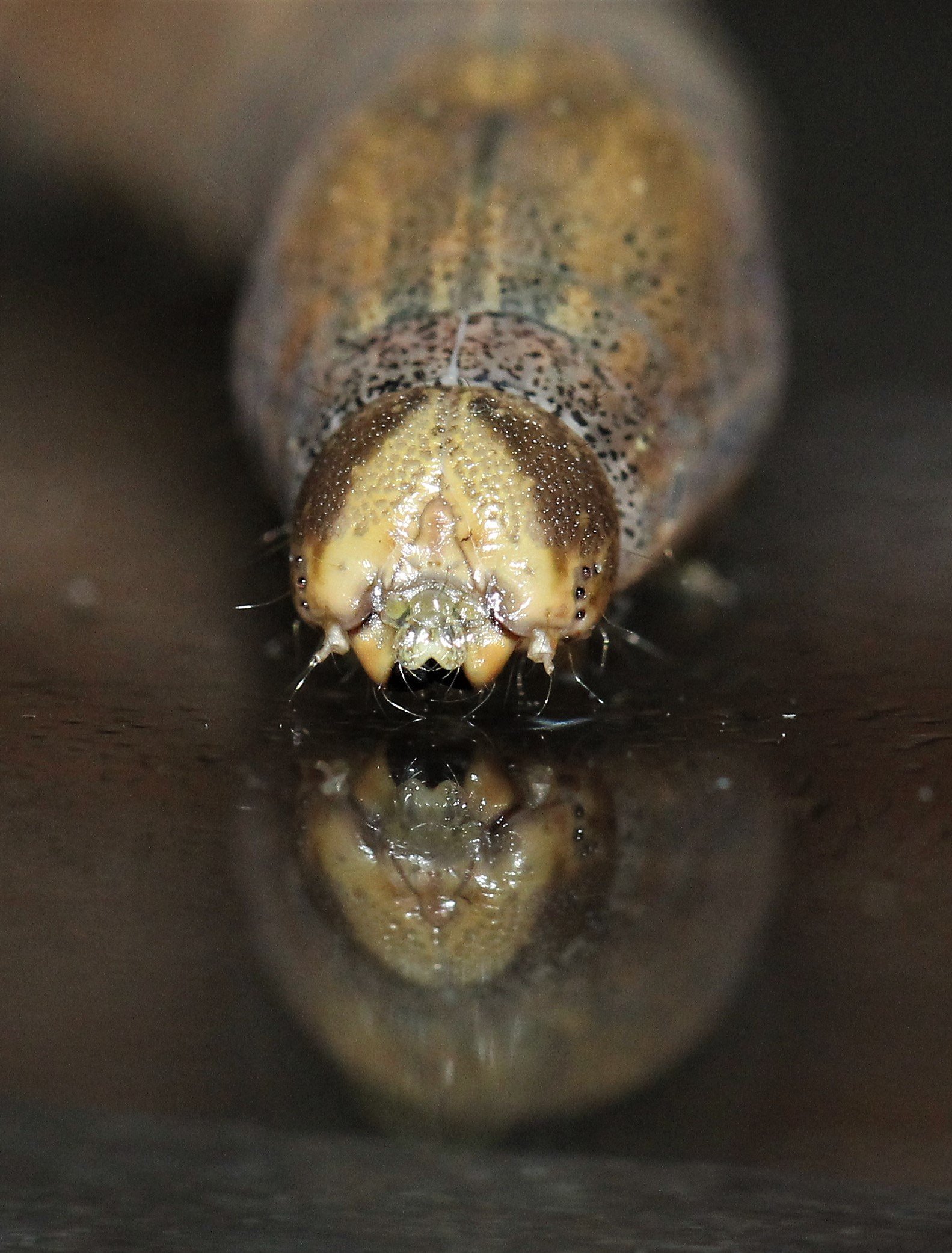 Lepidoptera - Koh Lanta The Other Side Villas (31).jpg