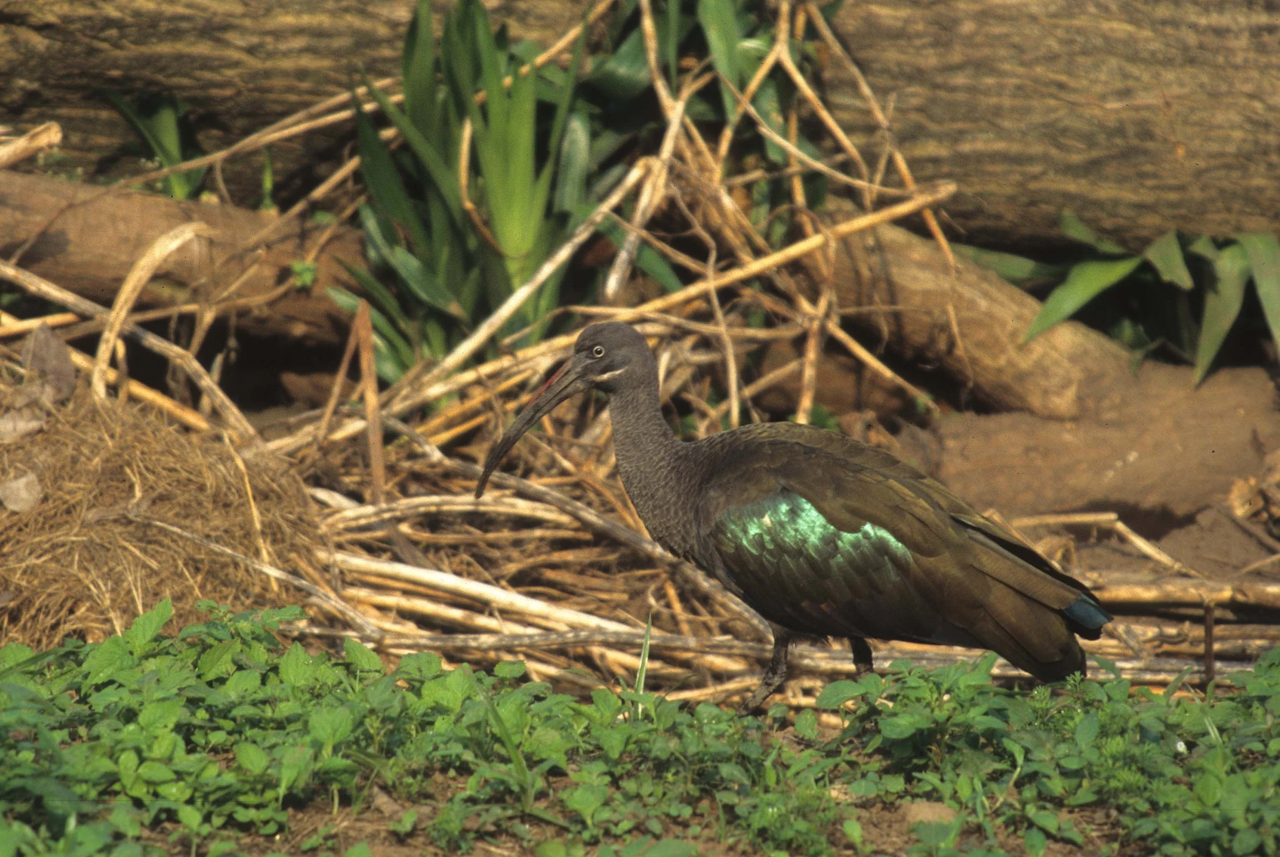 IBIS - HADADA IBIS - Bostrychia hagedash - RWANDA (8).jpg