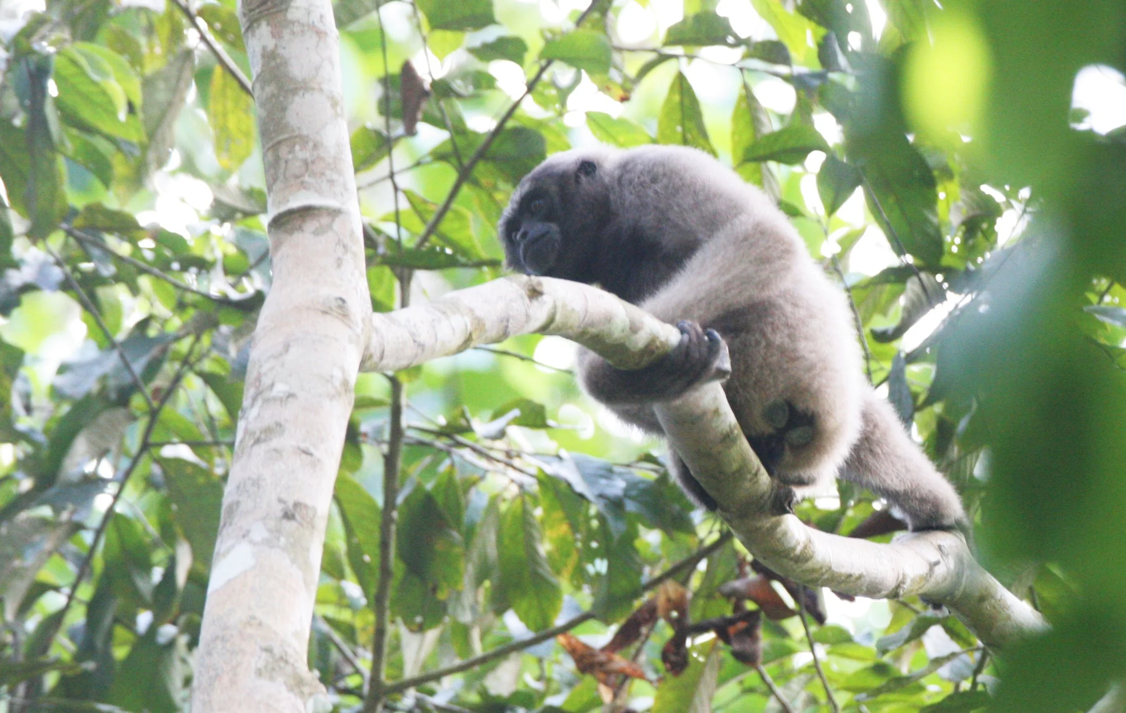 HYLOBATIDAE - Hylobates muelleri - MUELLER'S (GRAY) GIBBON - TABIN WILDLIFE RESERVE  (86).JPG