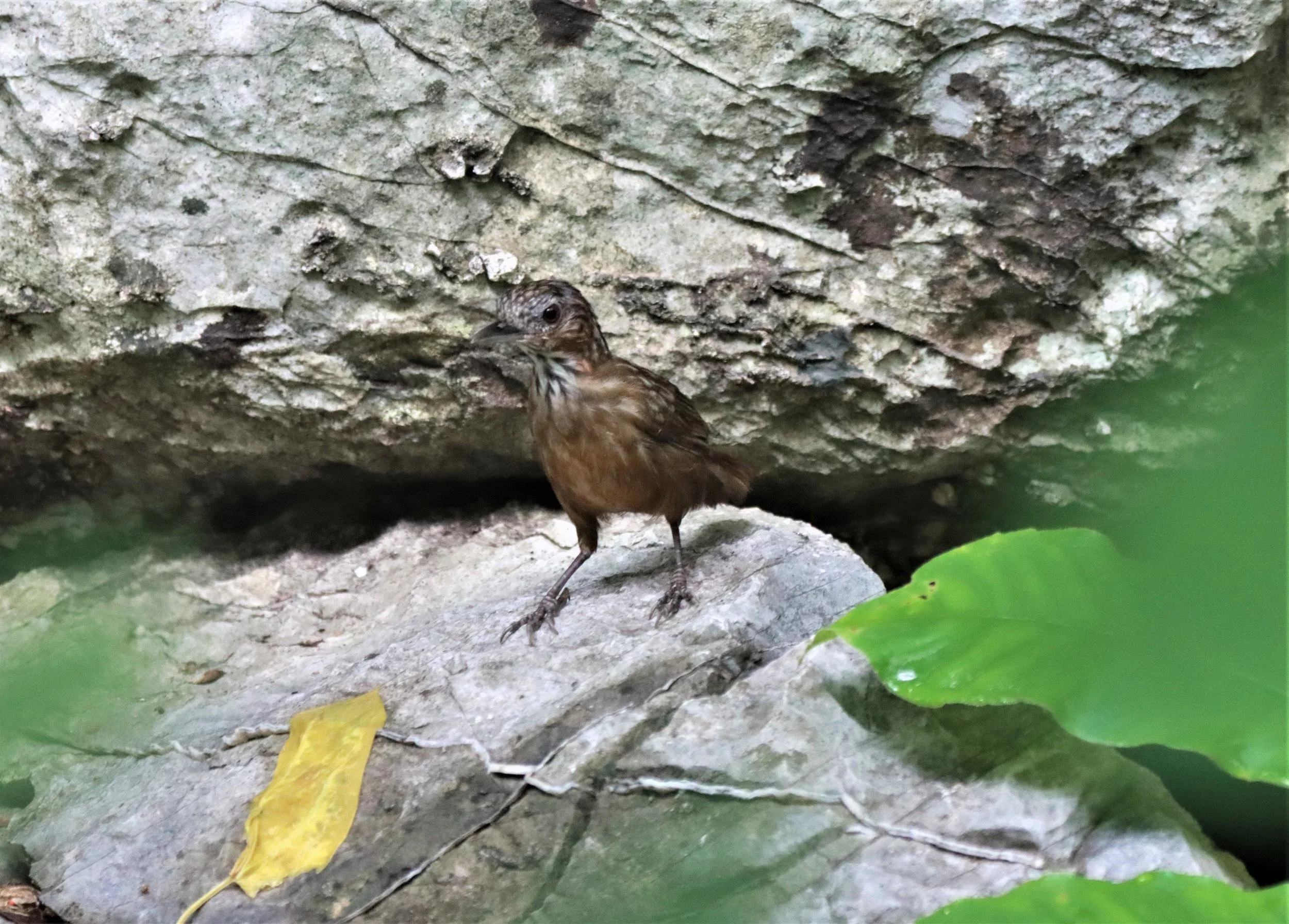 WREN-BABBLER - RUFOUS LIMESTONE WREN-BABBLER - Gypsophila calcicola - KHAO PHRA PHUTTHAPAT NOI SARABURI (2).jpg
