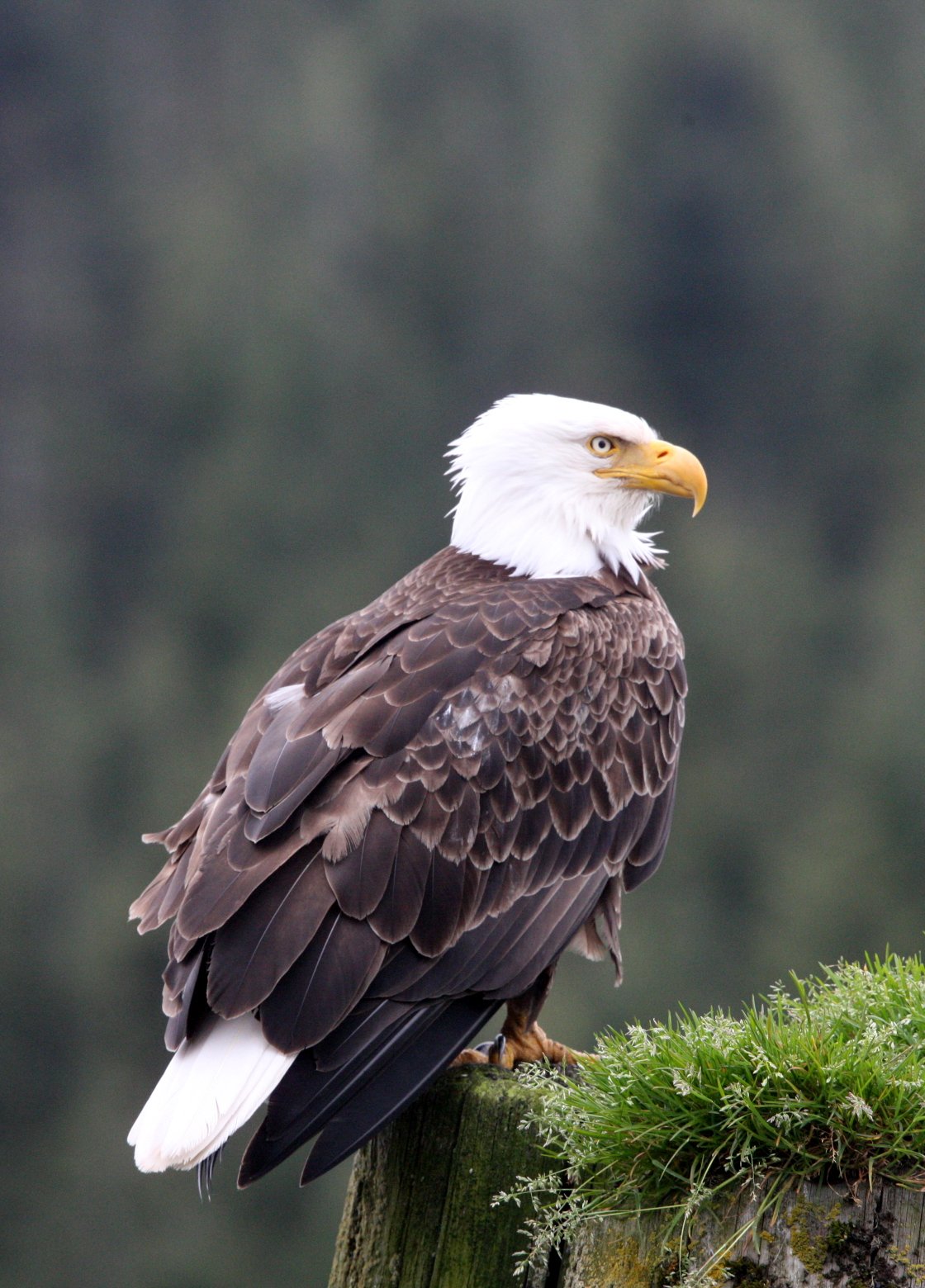 Haliaeetus leucocephalus - AMERICAN BALD EAGLE - KNIGHT INLET BRITISH COLUMBIA (110).JPG