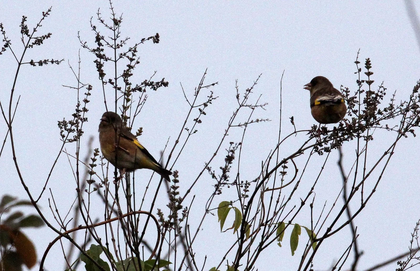 Grey-capped or Oriental Greenfinch (Chloris sinica) Poyang Lake, Jiangxi China (5).JPG