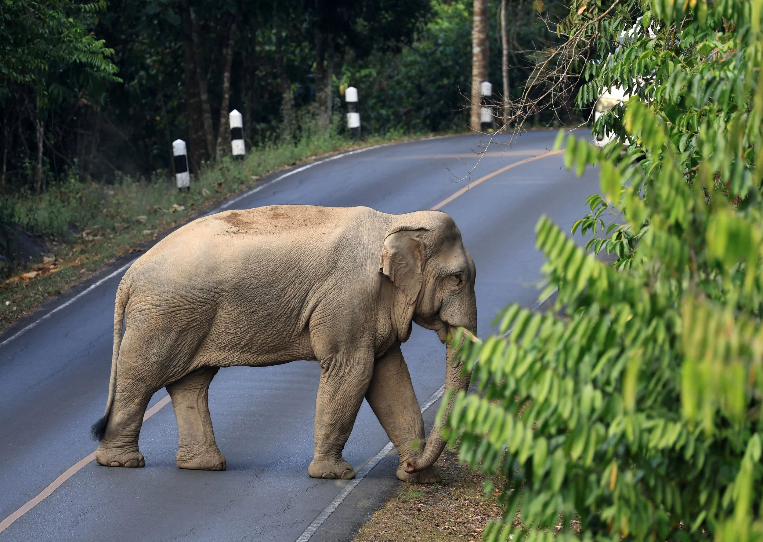 Asian Elephant (Elephas maximus) Khao Yai National Park, Thailand (96).jpg
