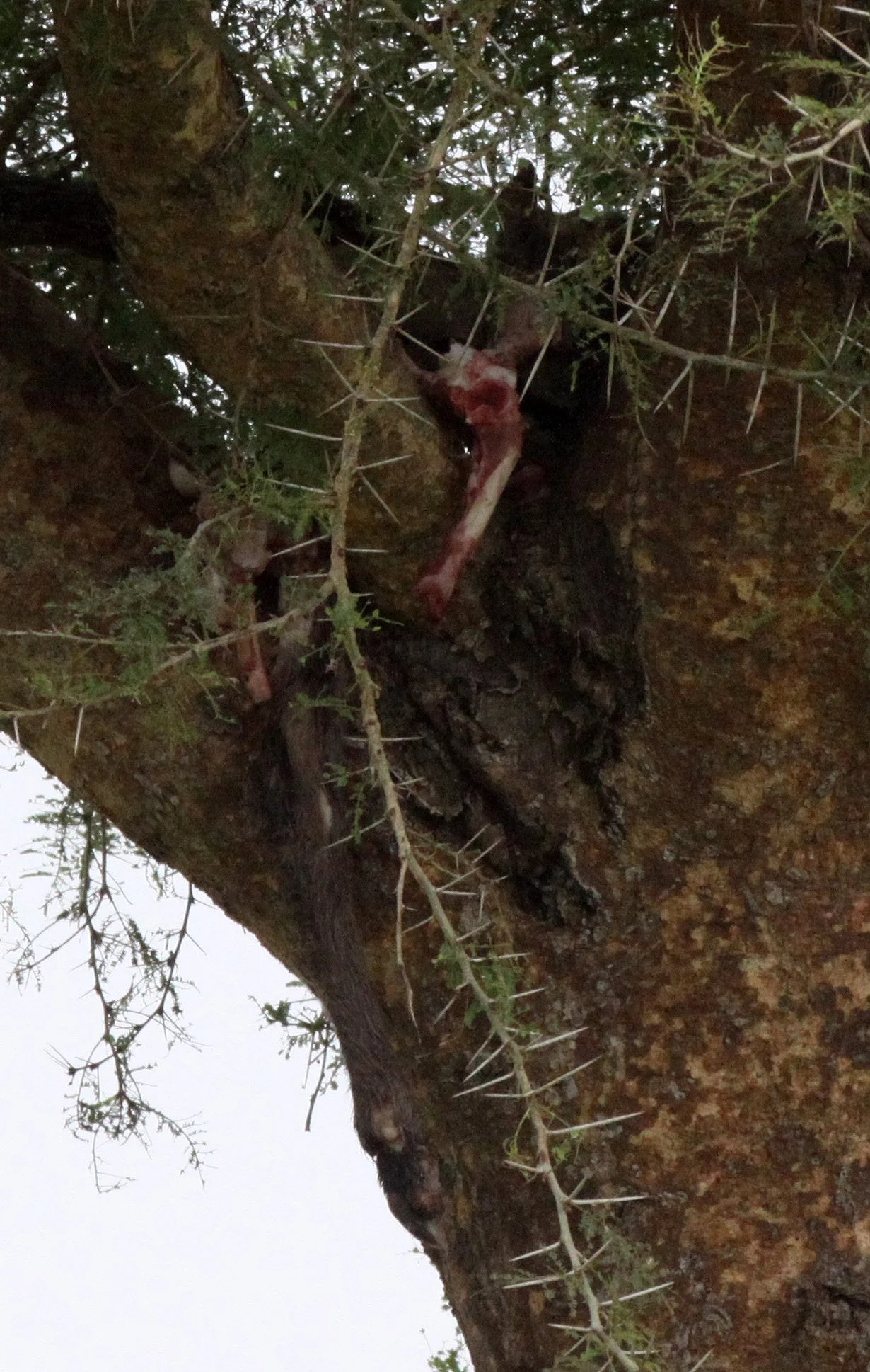 MURCHISON FALLS NP UGANDA.JPG