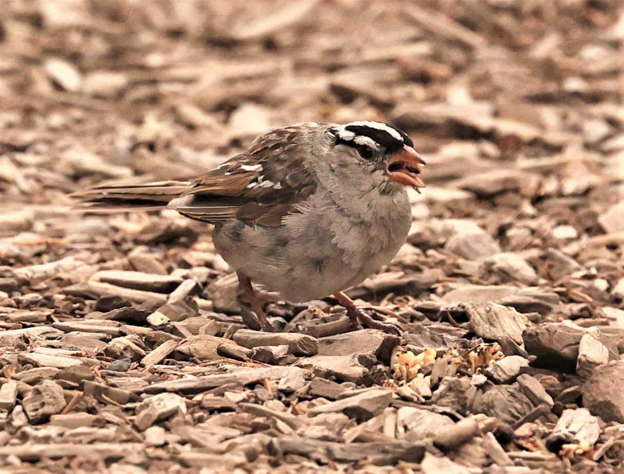 White-crowned Sparrow (Zonotrichia leucophrys) Brighton Utah (3).jpg