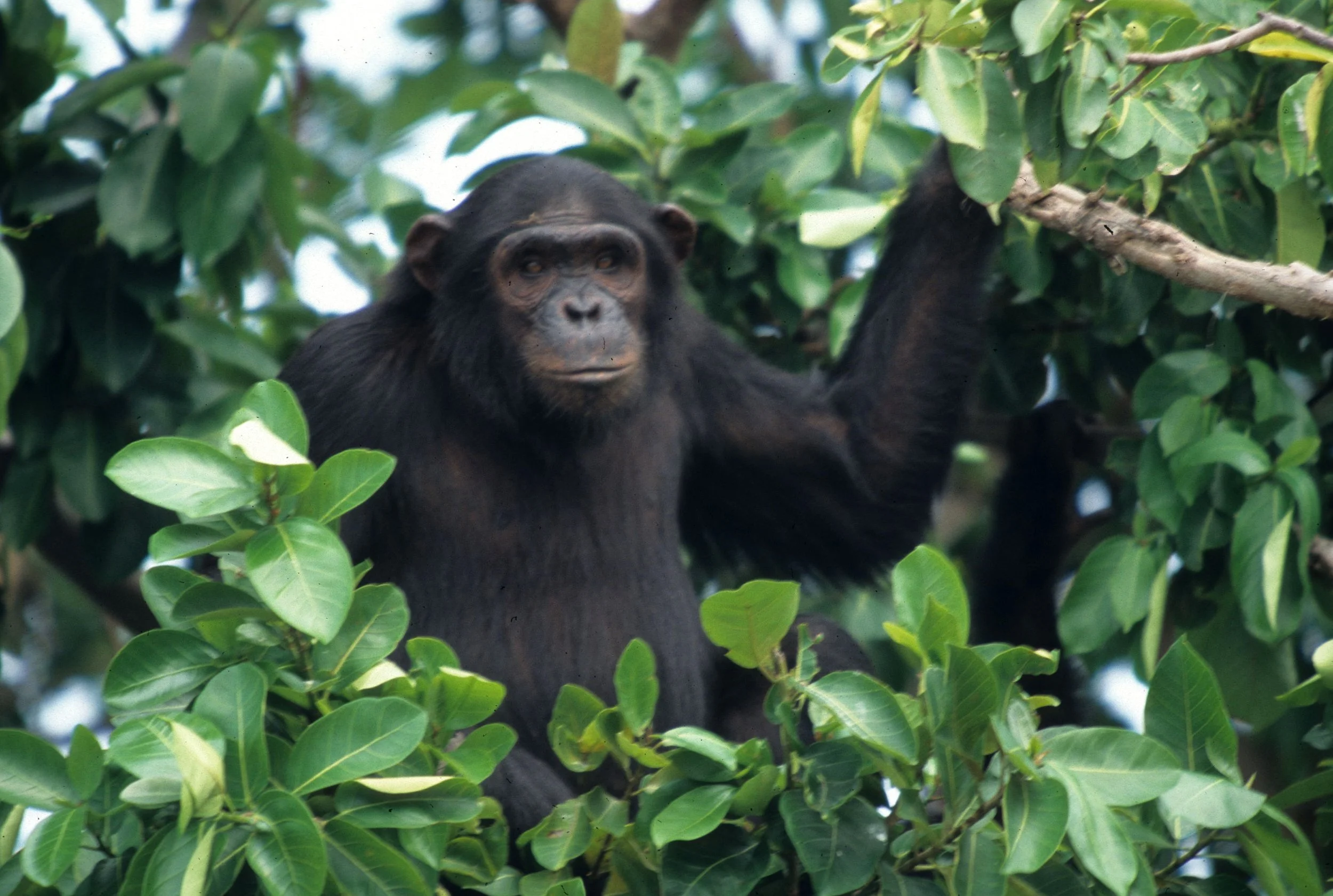 PRIMATE - CHIMP - UGANDA 17.jpg