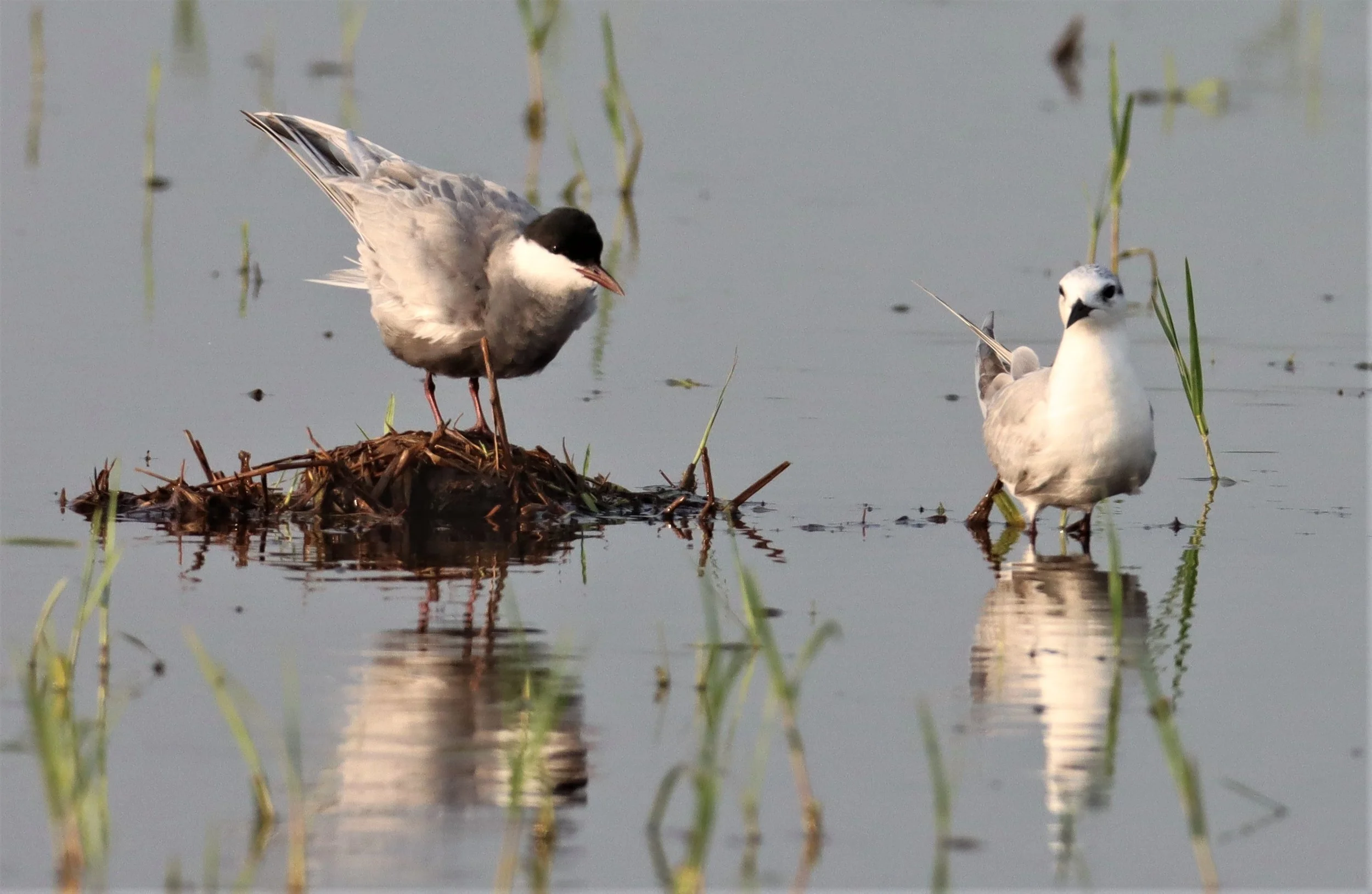 TERN - WHISKERED TERN - Chlidonias hybridus - PATHUM THANI RICE RESEARCH CENTER (9).jpg