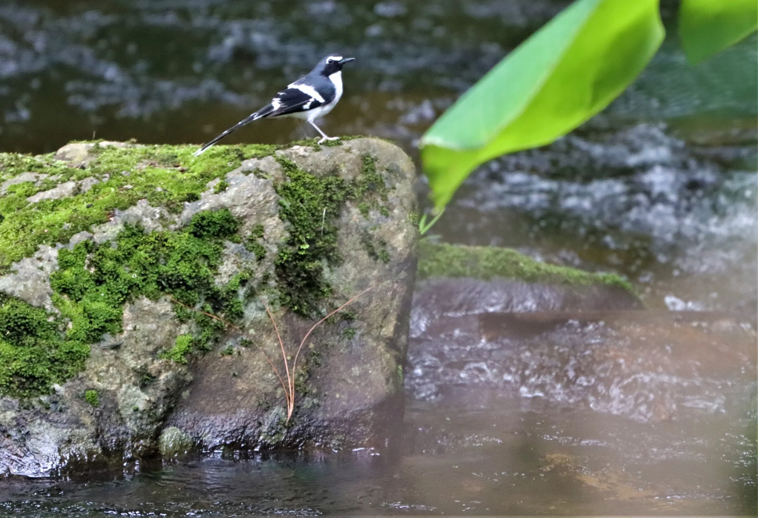 FORKTAIL - SLATY-BACKED FORKTAIL - Enicurus schistaceus - DOI INTHANON JULY 2 2021 (13).jpg