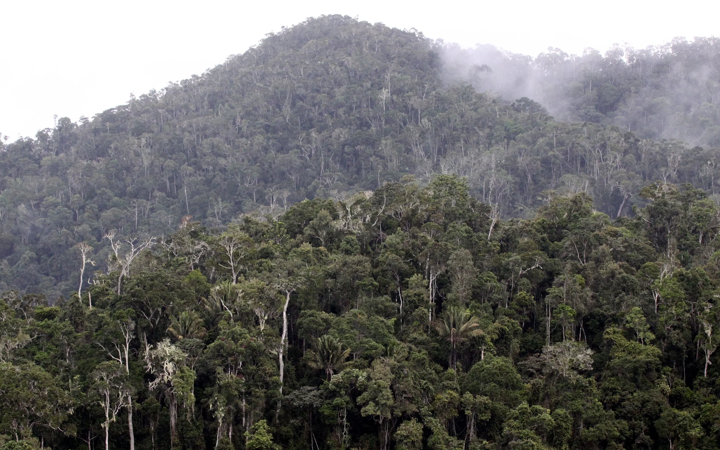 ANDISABE NATIONAL PARK MADAGASCAR - PRIMARY FOREST VIEWS (13).JPG