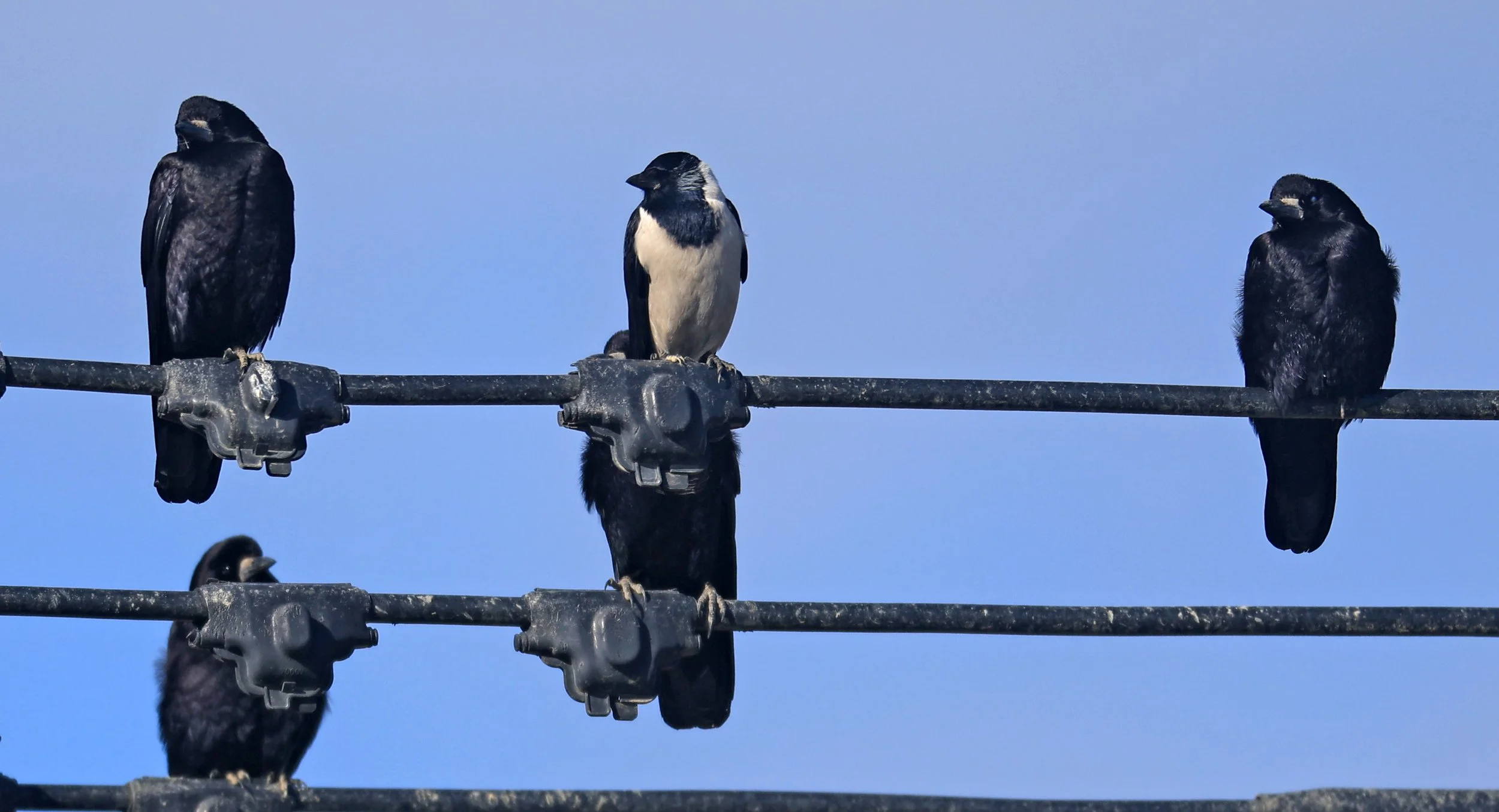 Daurian Jackdaw (Coloeus dauuricus) & Eastern Rook - Izumi Crane Center and Fields Izumi Kagoshima Japan (5).jpg