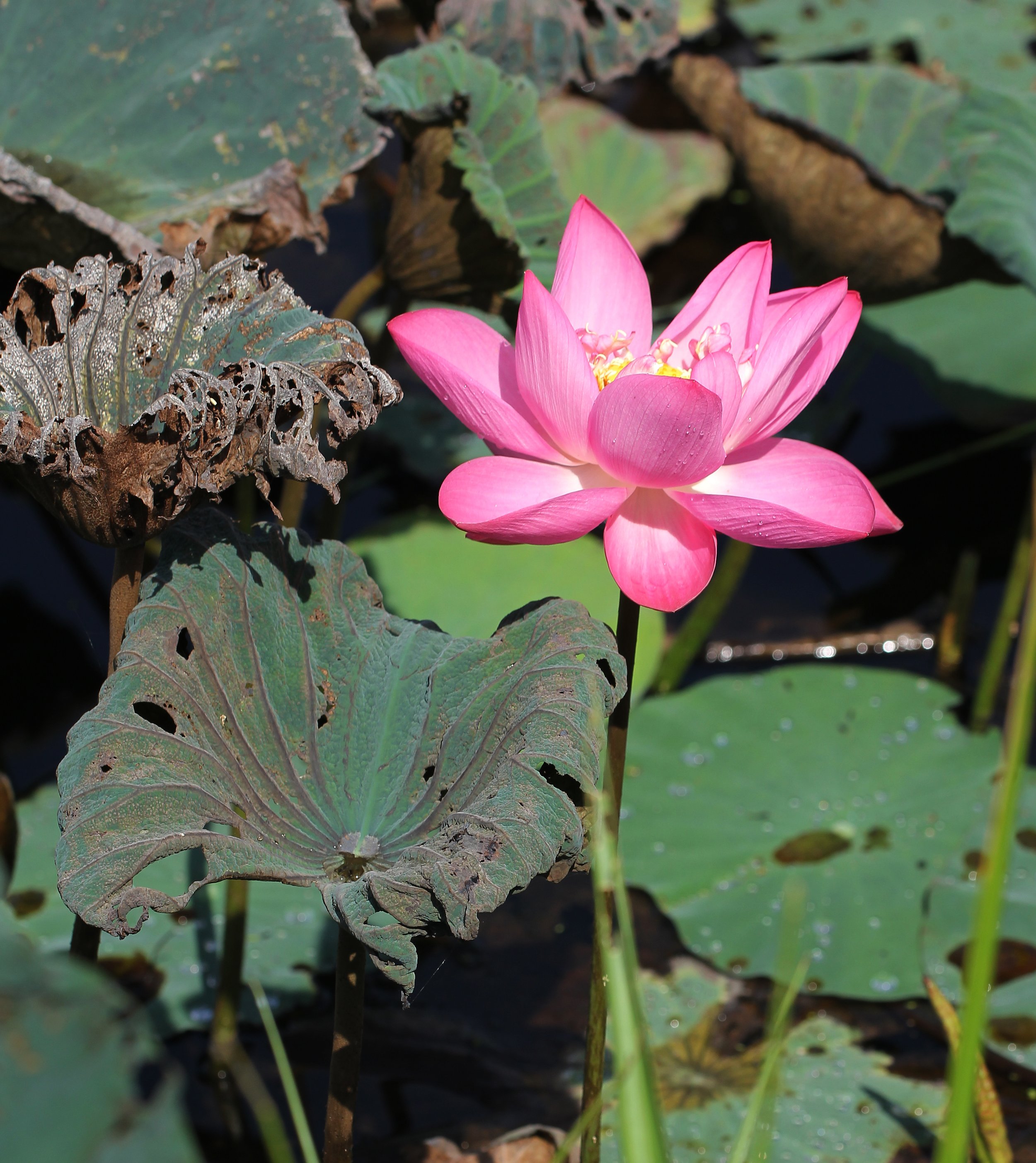 2015 Koh Lanta Summer Misc Images (980).JPG