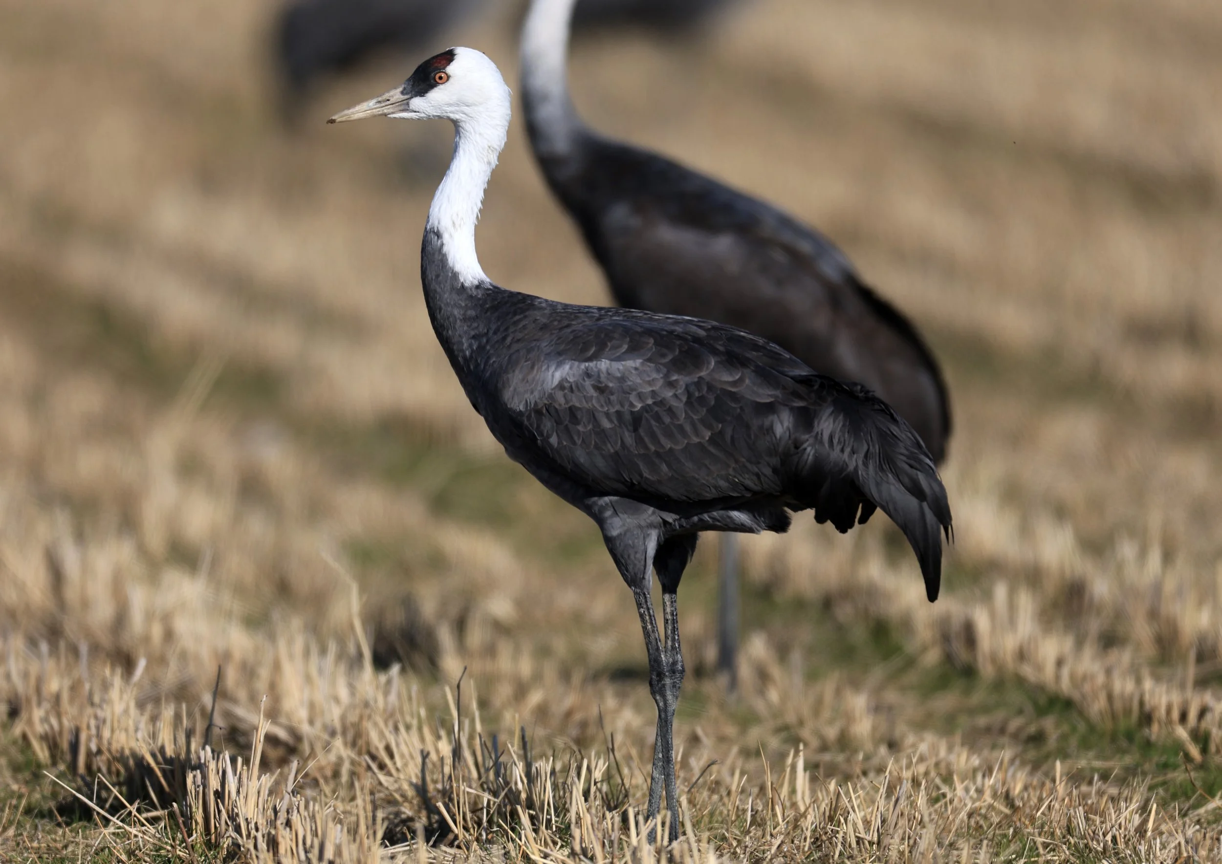 Hooded Crane (Grus monacha) Izumi Crane Center and Fields Izumi Kagoshima Japan (121).jpg
