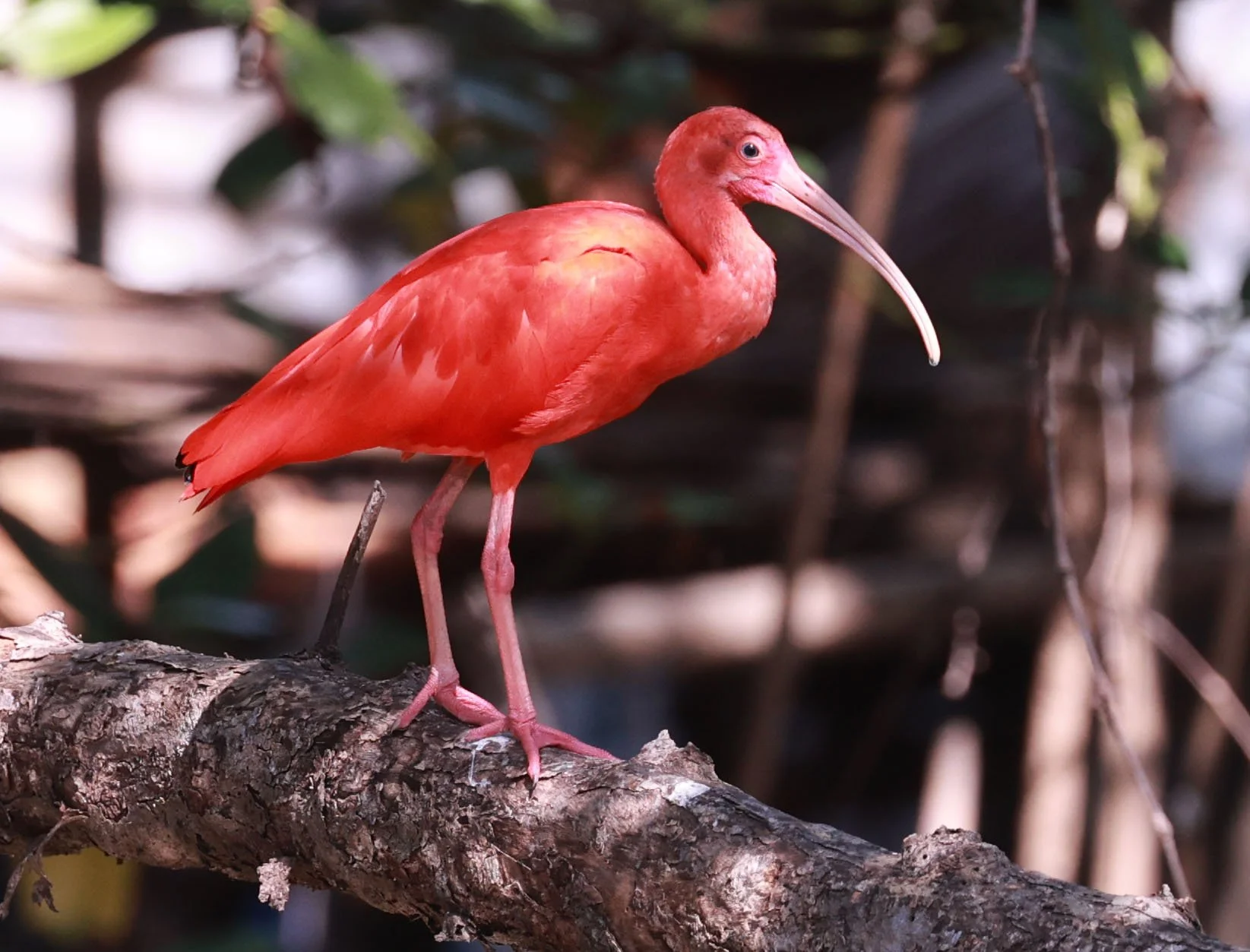 Ibis - Scarlet Ibis - Eudocimus ruber - 29 Songkaow Cafe, Chachoengsao Thailand (57).jpg