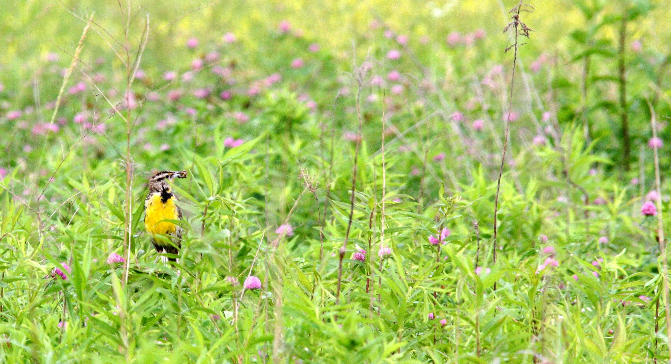 Eastern Meadowlark (Sturnella magna) McKee Marsh Illinois (3).JPG