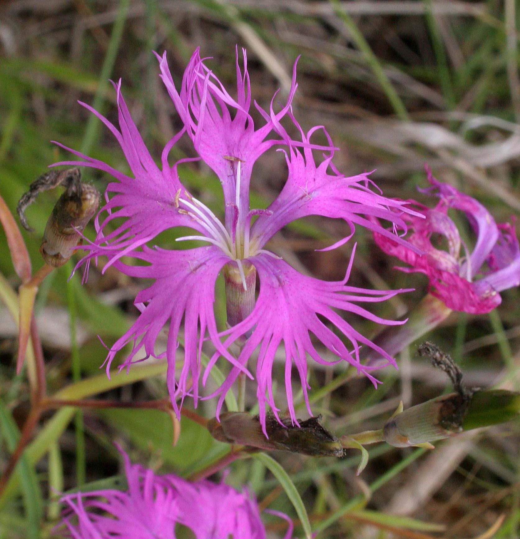 KURIL ISLANDS - FLORA  (68).jpg