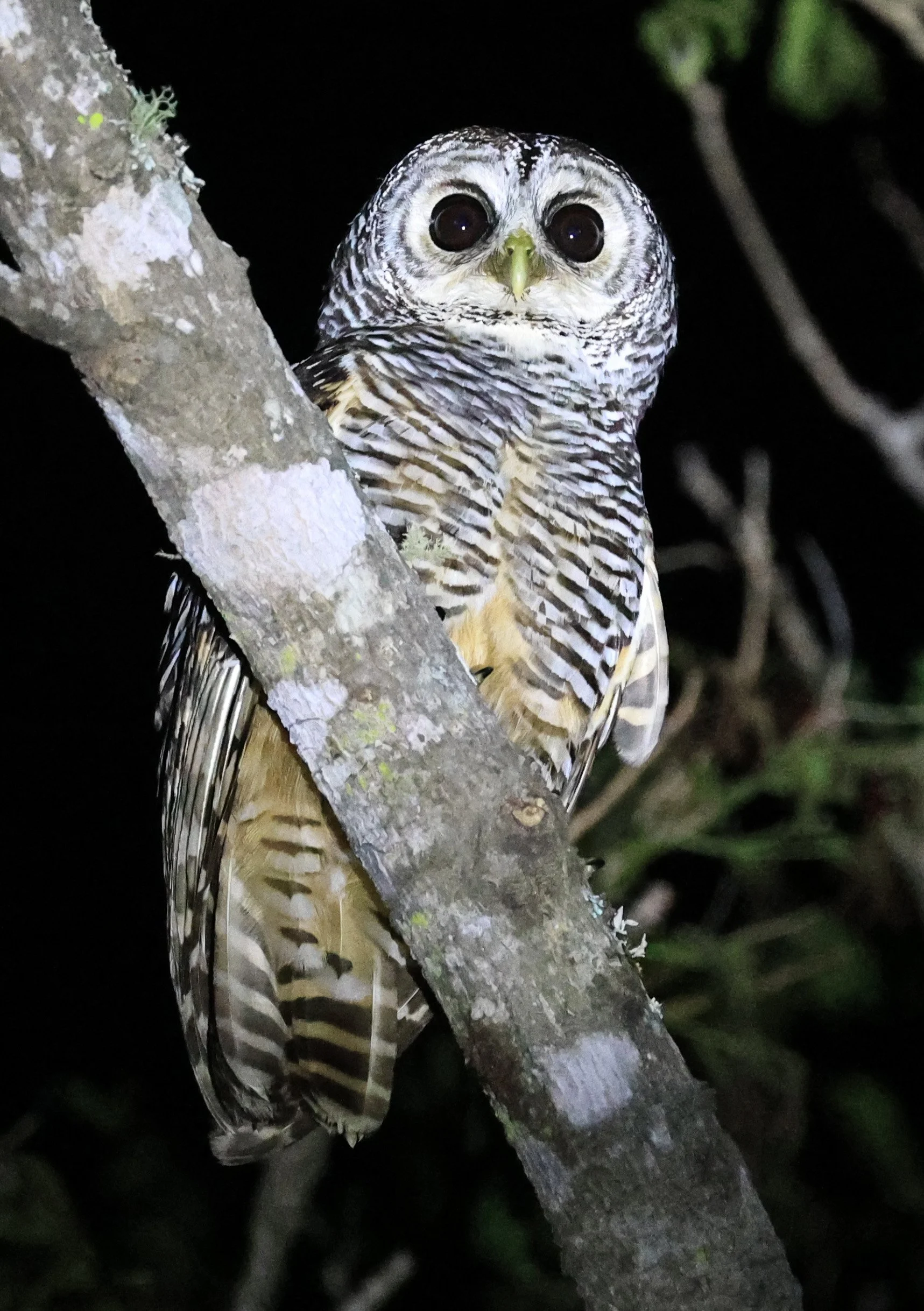 Chaco Owl (Strix chacoensis) Reserva Nueland  Selva Serena (41).jpg