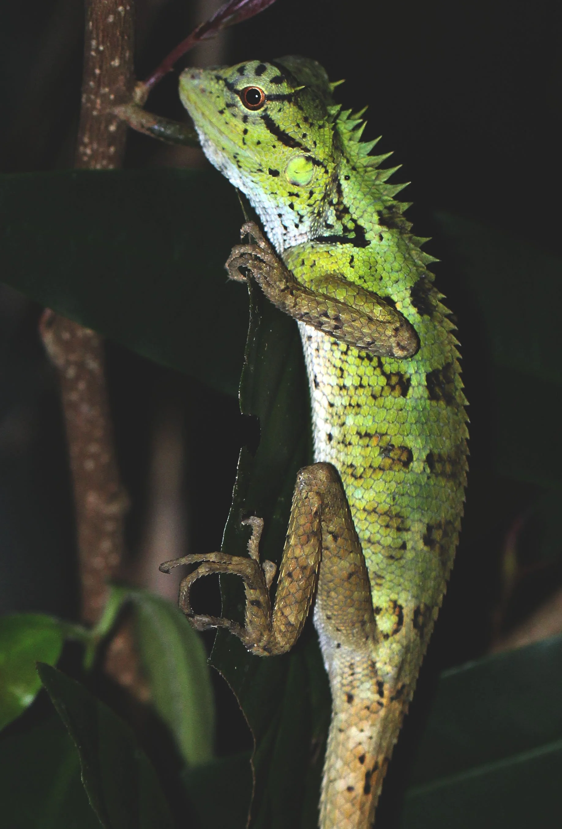 Calotes emma - Garden Lizard - Koh Lanta, Thailand 
