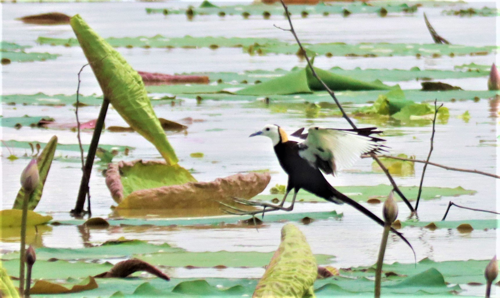 JACANA - PHEASANT-TAILED JACANA - Hydrophasianus chirurgus - BUENG BORAPHET NAKHON SAWAN AUGUST 2021 (100).jpg