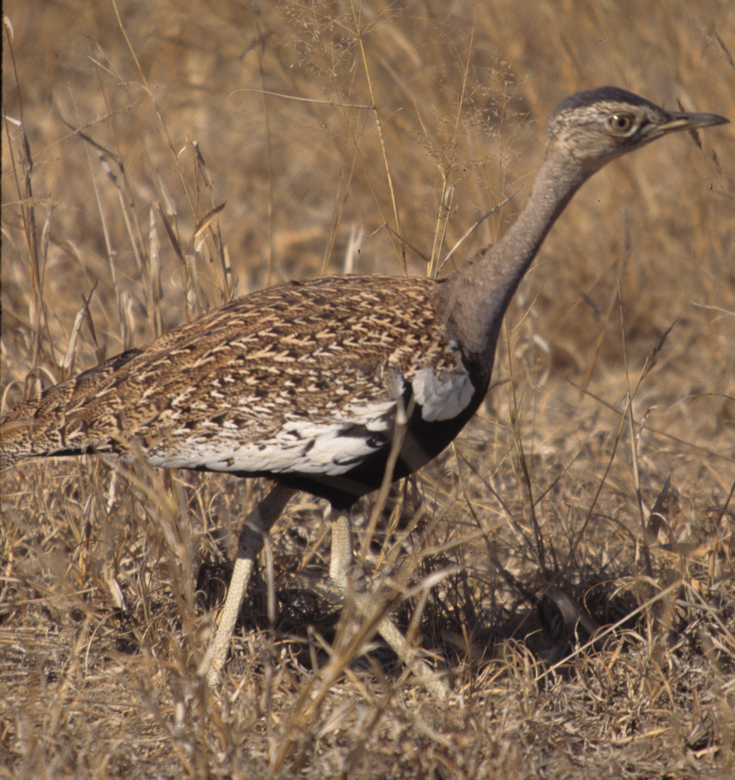 BIRDS - KOORHAN - BLACK BELLIED - KRUGER A.jpg