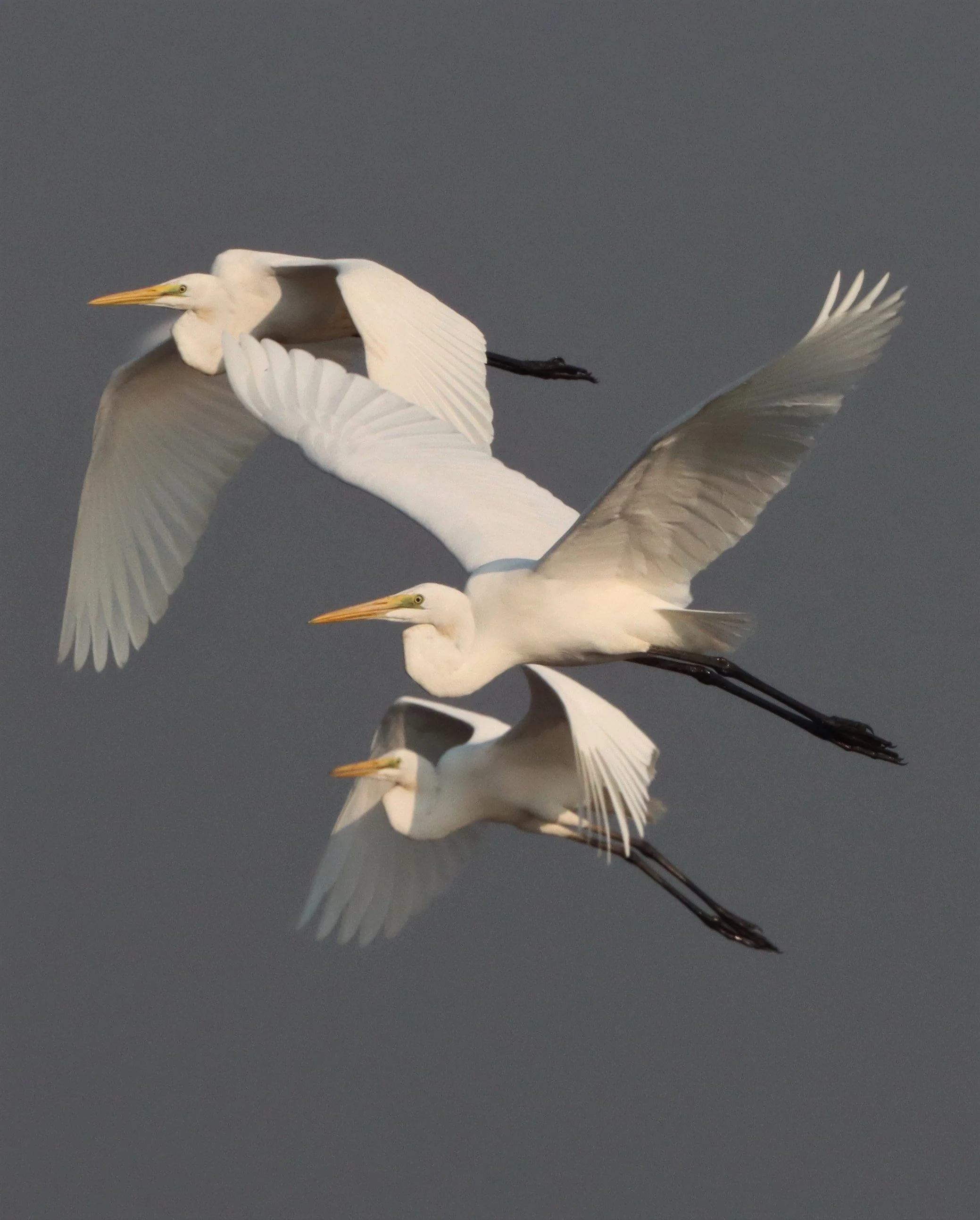EGRET - INTERMEDIATE EGRET - Mesophoyx intermedia - BUENG BORAPHET THAILAND (5).jpg