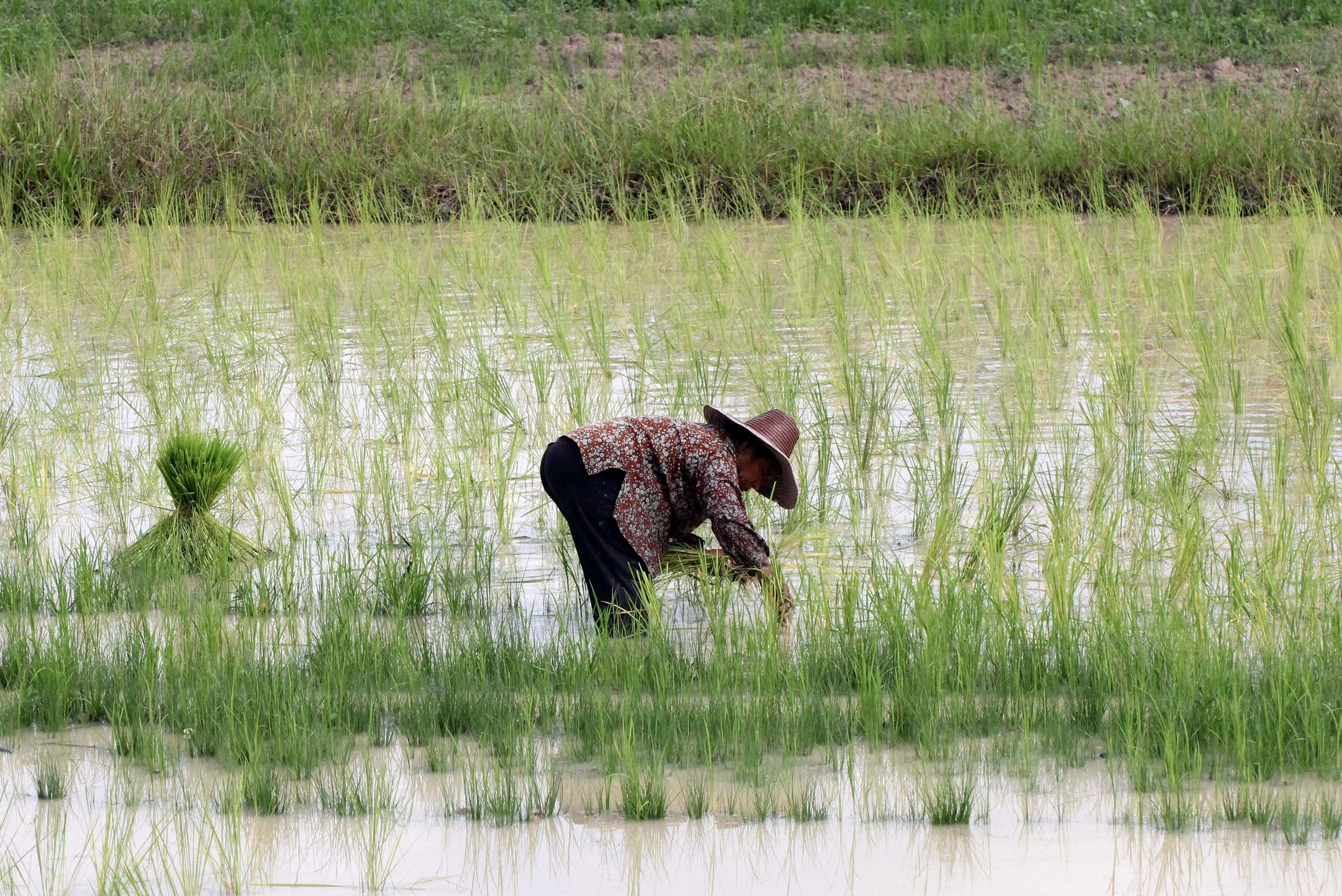 2013 in Nakhonsithammarat and some Krabi with Family (221).JPG
