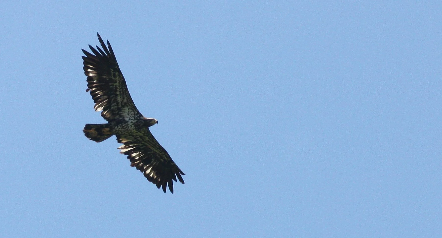 Haliaeetus leucocephalus - AMERICAN BALD EAGLE - IMMATURE - RIDGEFIELD NWR WA (3).JPG