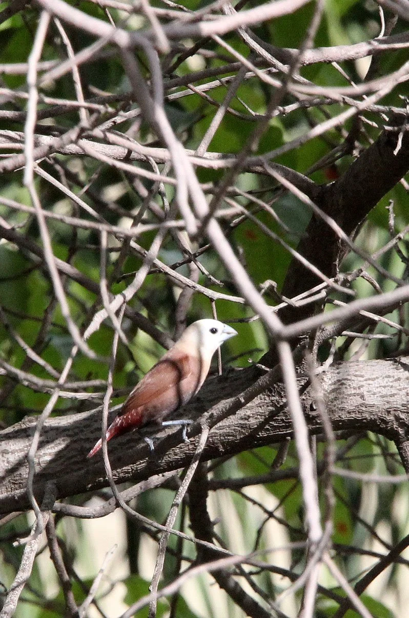 BIRD - MUNIA - WHITE-HEADED MUNIA - CARITA BEACH AREA - JAVA BARAT INDONESIA (2).JPG