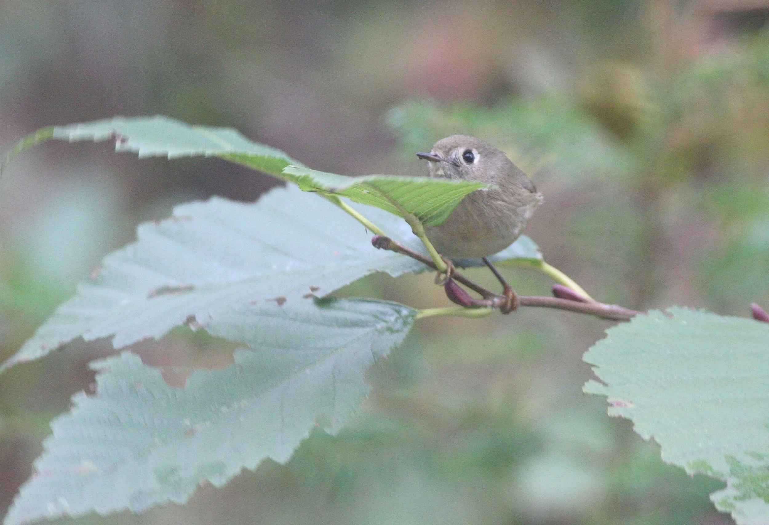 Hutton's Vireo (Vireo huttoni) Lake Farm Olympic Peninsula Washington (32).jpg