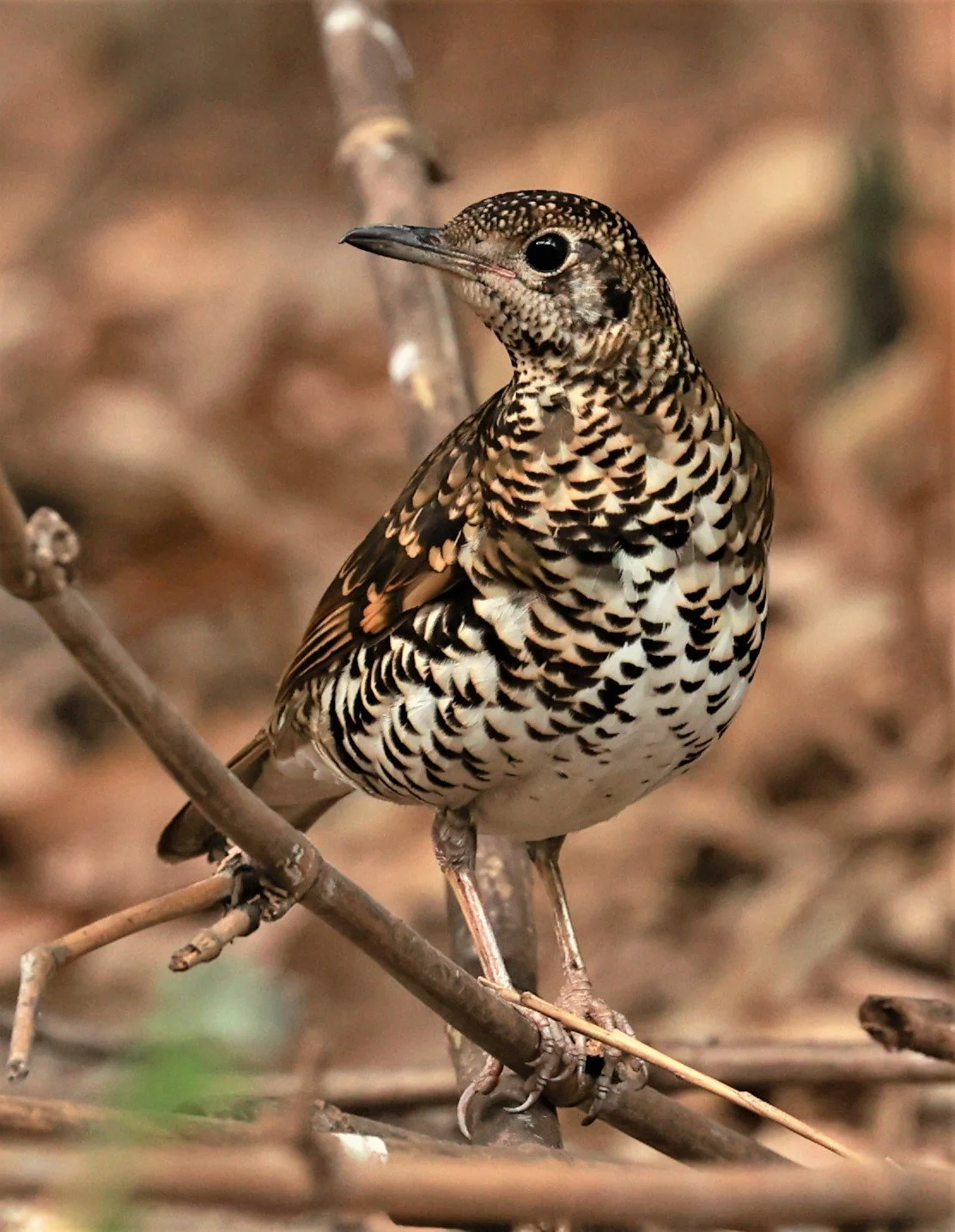 White's Thrush (Zoothera aurea) Putthamonthon Park Nakhon Pathom Thailand (56).jpg