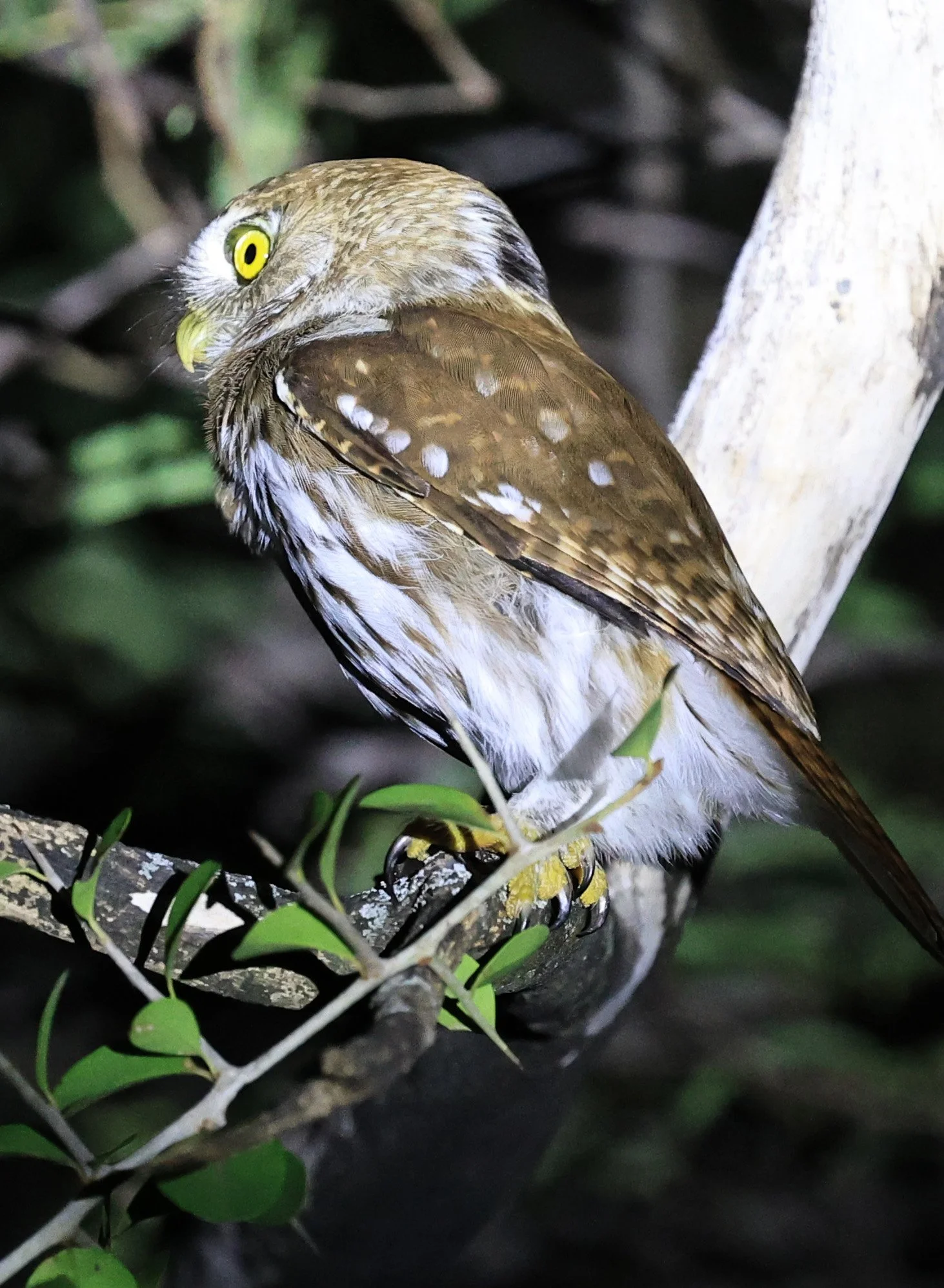 Ferruginous Pygmy-Owl (Glaucidium brasilianum) Reserva Nueland  Selva Serena