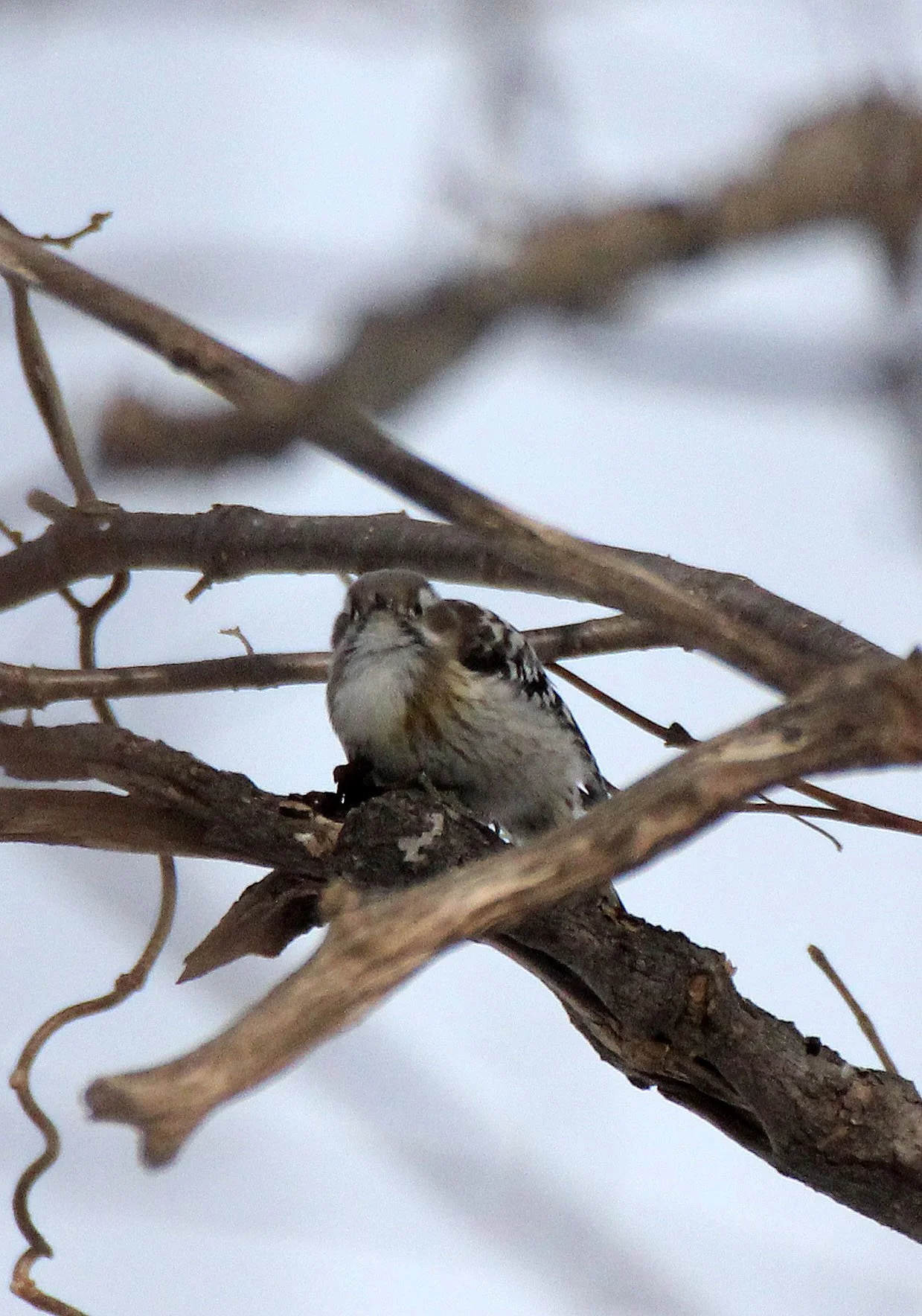 BIRD - WOODPECKER - JAPANESE PYGMY WOODPECKER - KINOHIROBA PARK - ABASHIRI - HOKKAIDO JAPAN (1).JPG