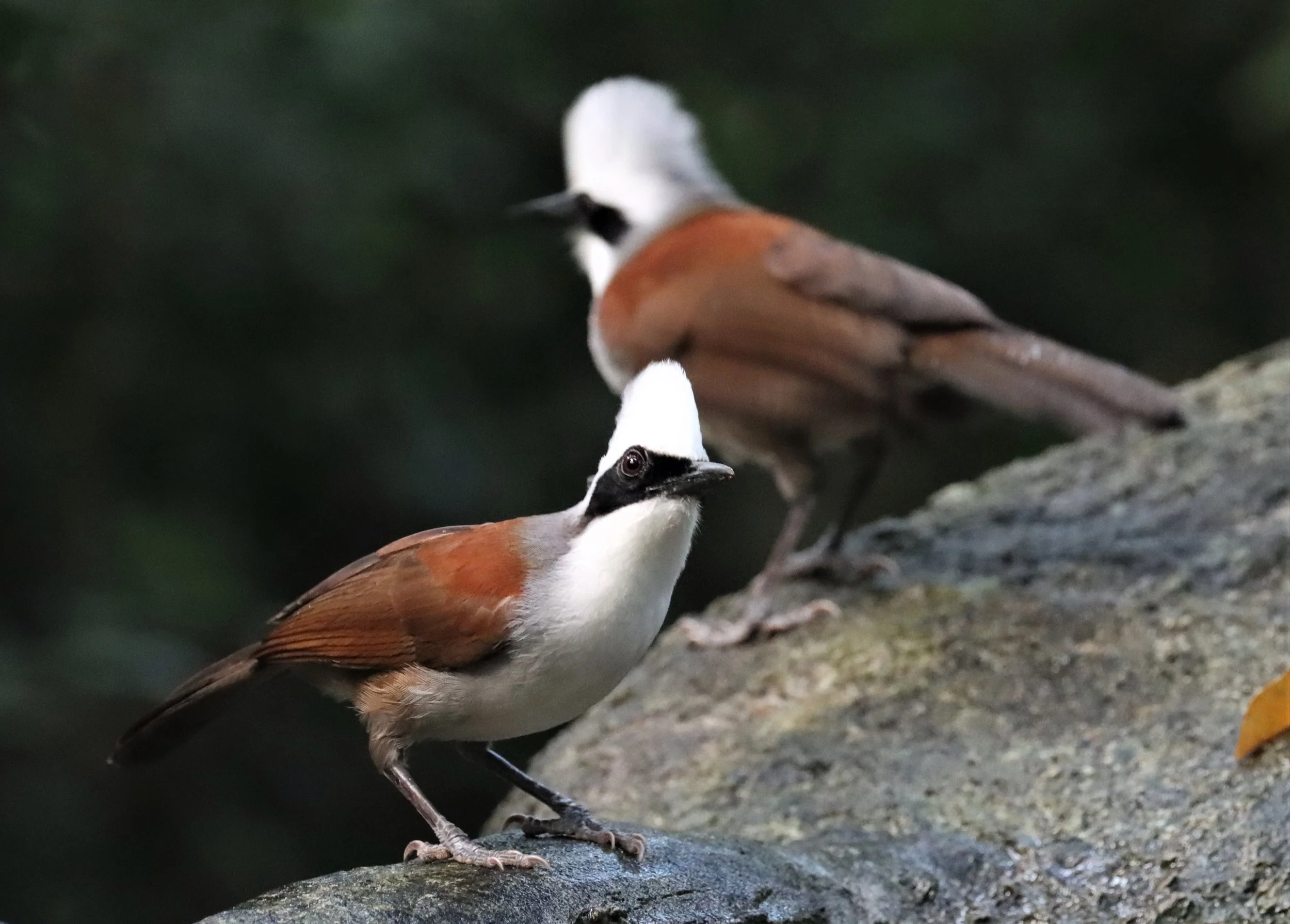 LAUGHINGTHRUSH - WHITE-CRESTED LAUGHINGTHRUSH - Garrulax leucolophus - WAT THAM PRATHUN CHONBURI (22).jpg