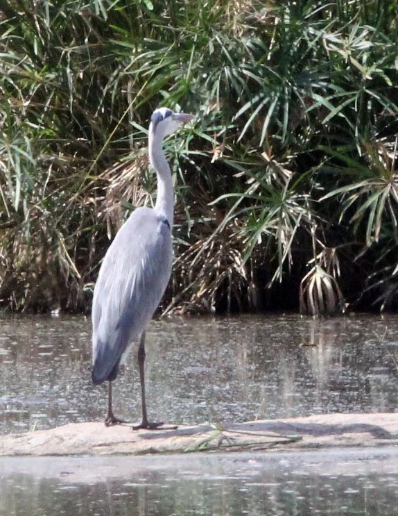 HERON - GREY HERON - Ardea cinerea - MASAI MARA NATIONAL PARK KENYA.JPG