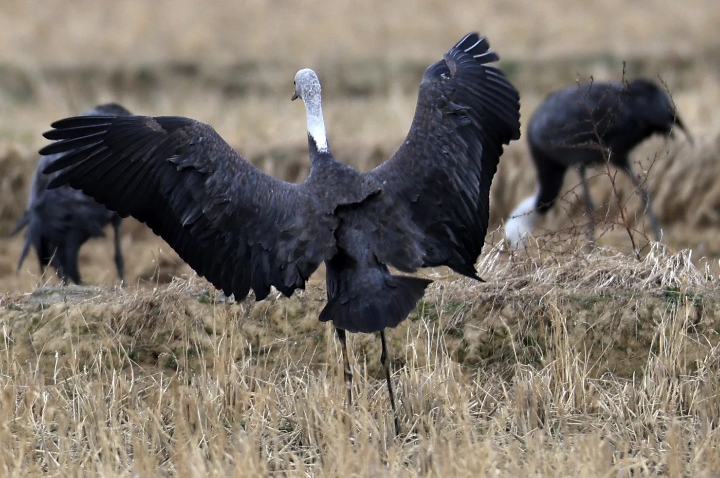 Hooded Crane (Grus monacha) Izumi Crane Park & Center, Izumi Kagoshima Kyushu Japan (88).jpg
