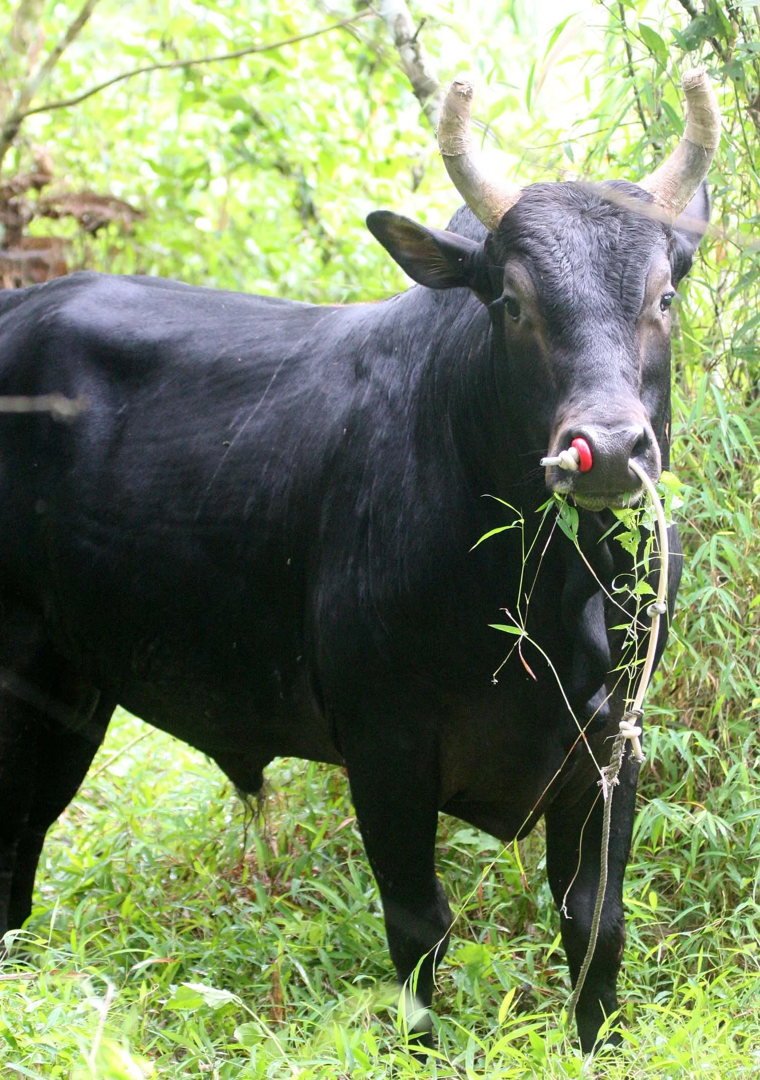 2009 Nakhonsithammarat Thailand with Family & Floods (1).JPG
